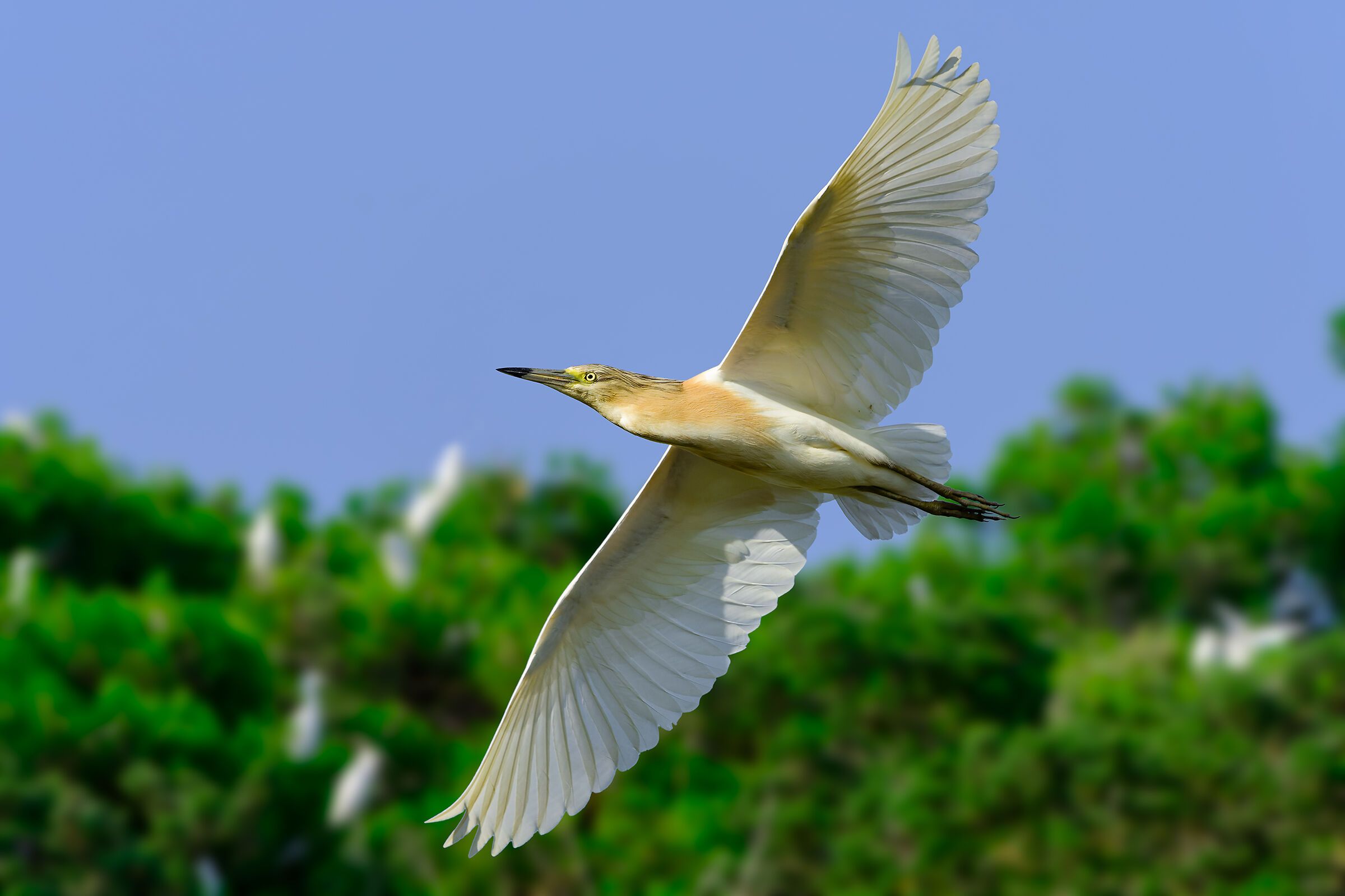 Squacco heron