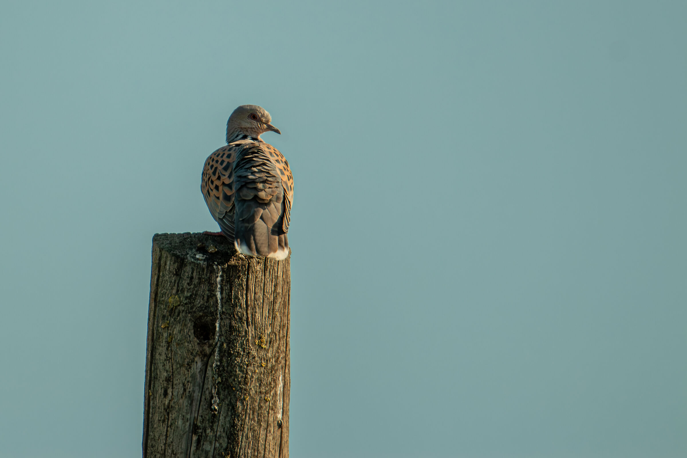 African Wild Turtledove