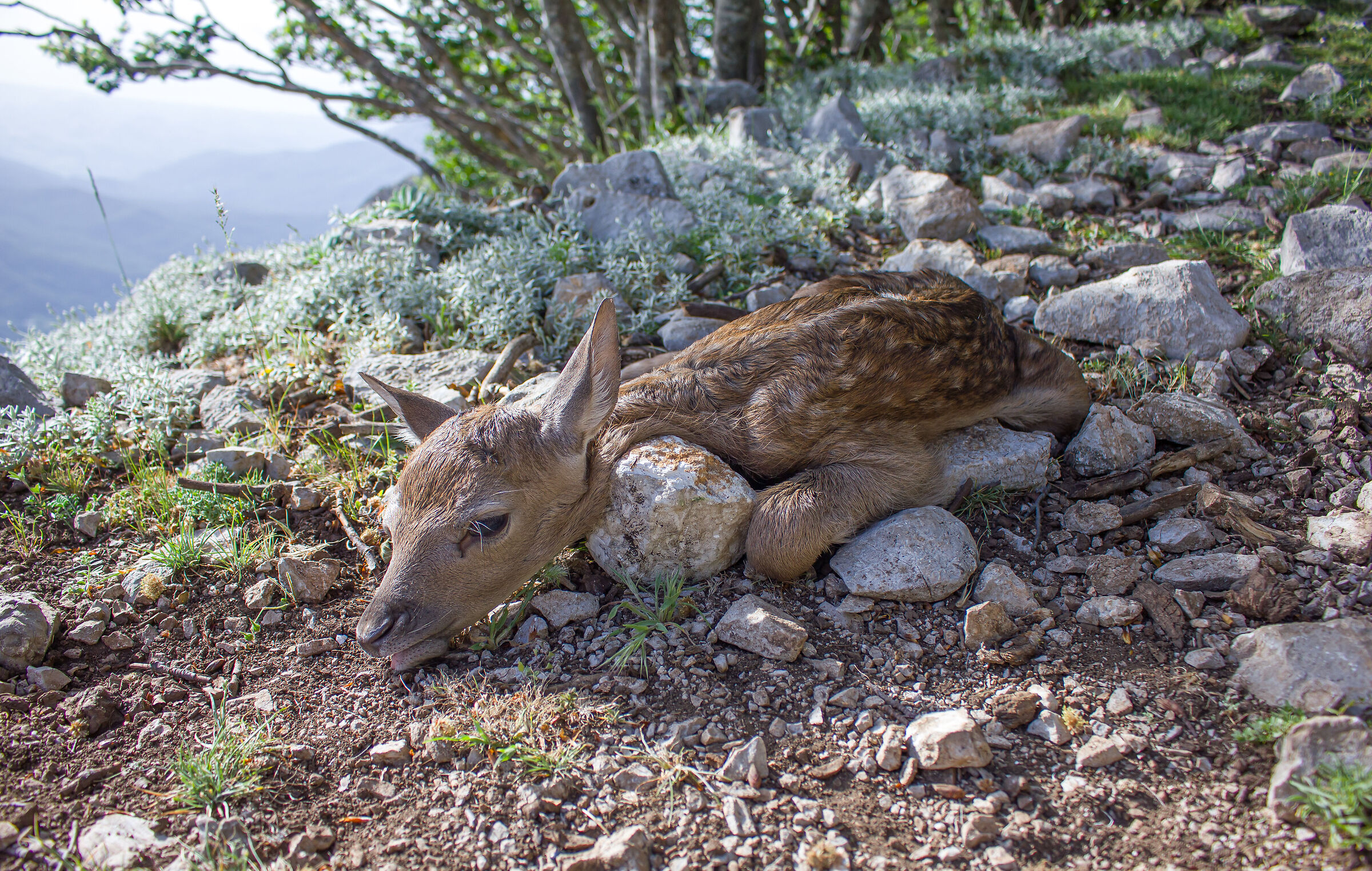 A newborn fallow deer baby