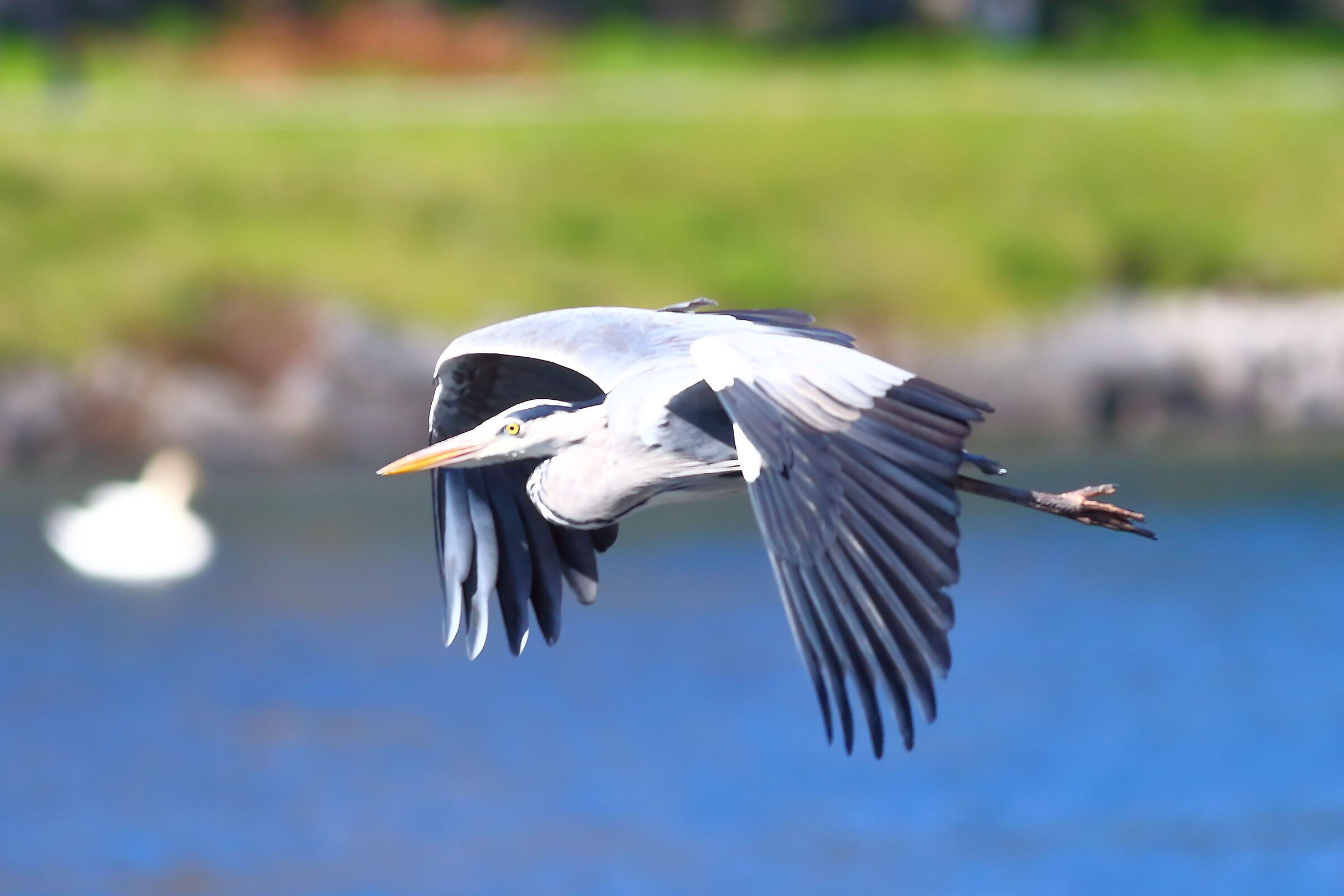 Cenerino 12 March 2024 - 6924