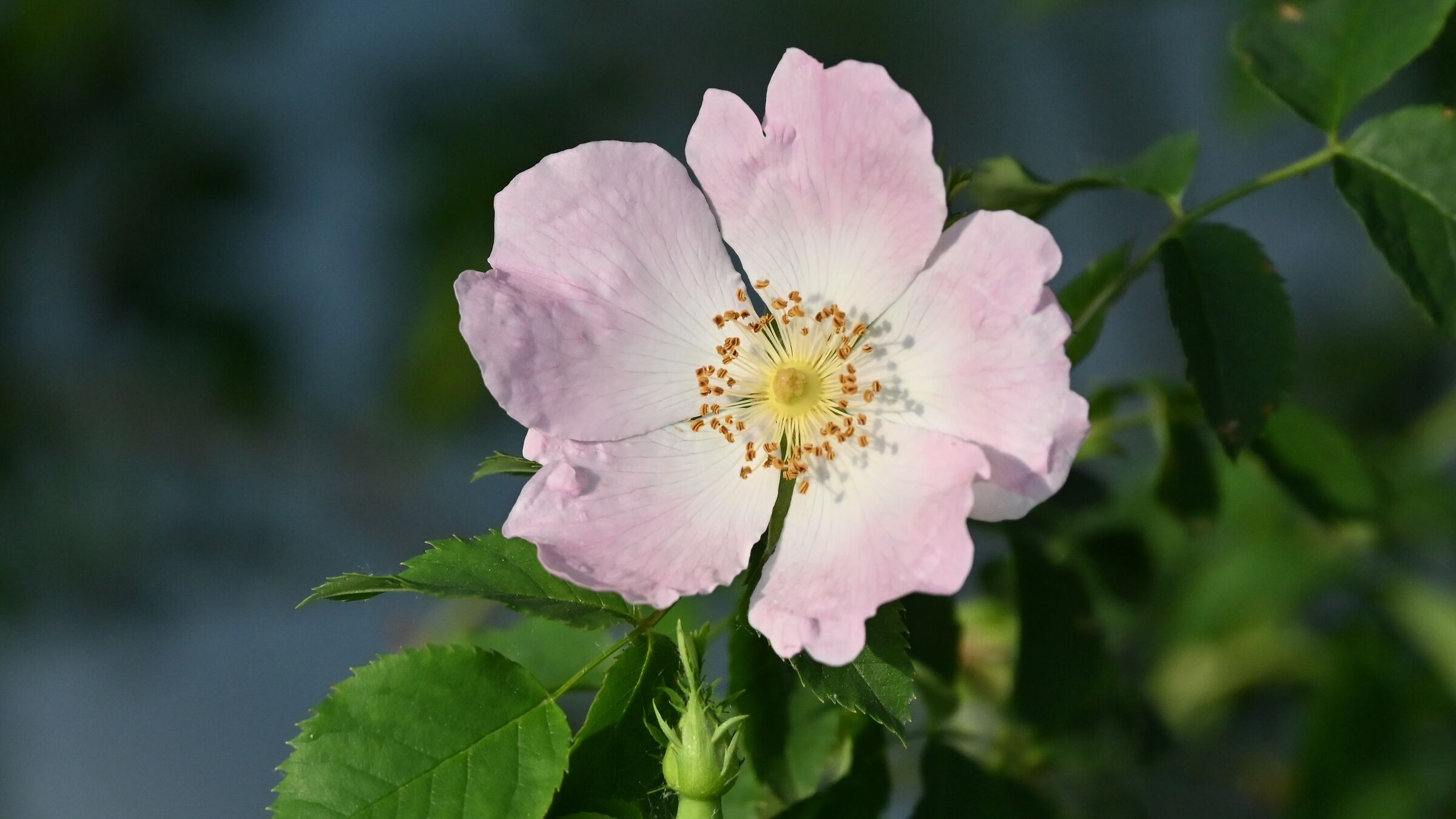 Rosa canina sulle rive dell'Adda