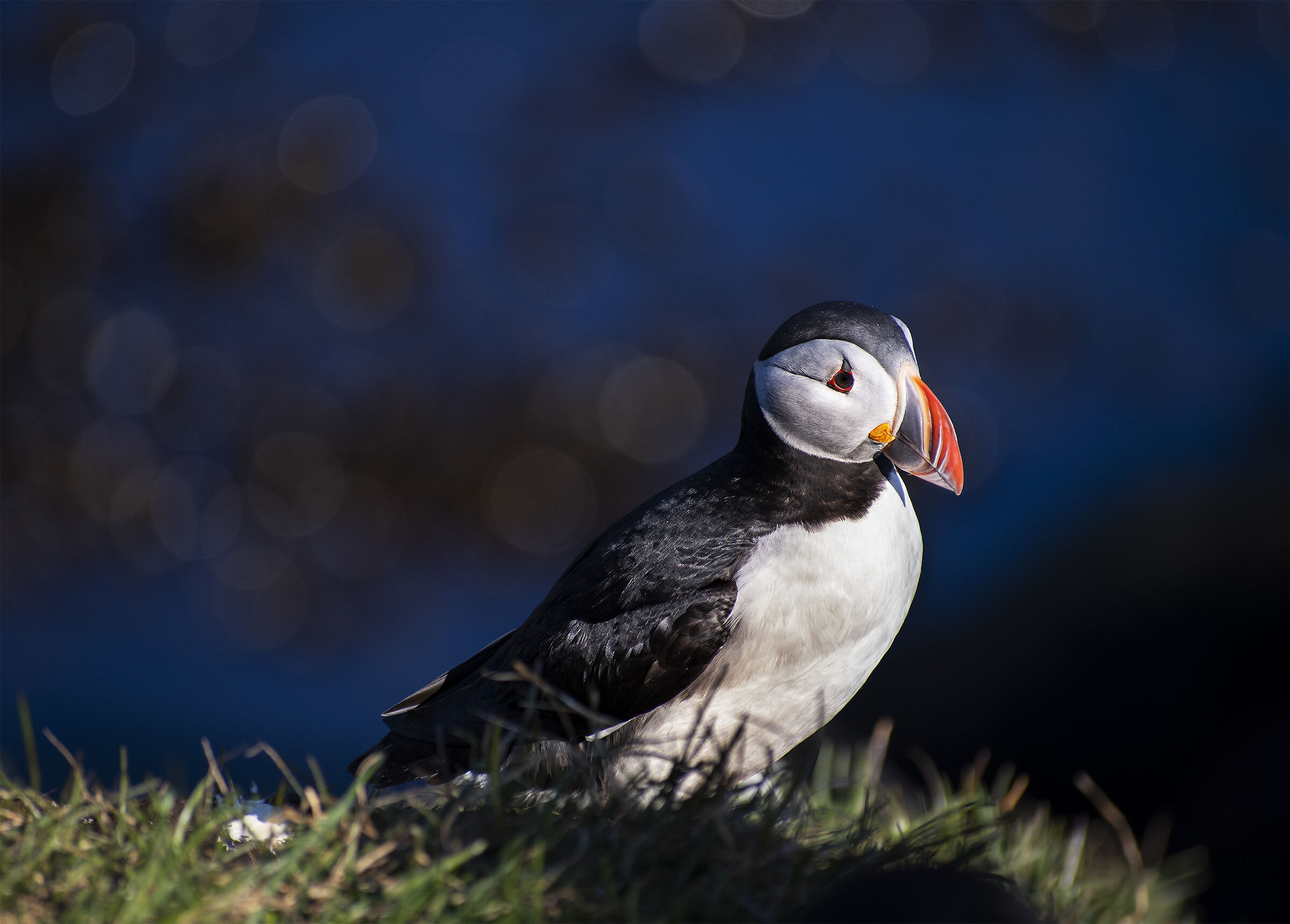 Puffin.