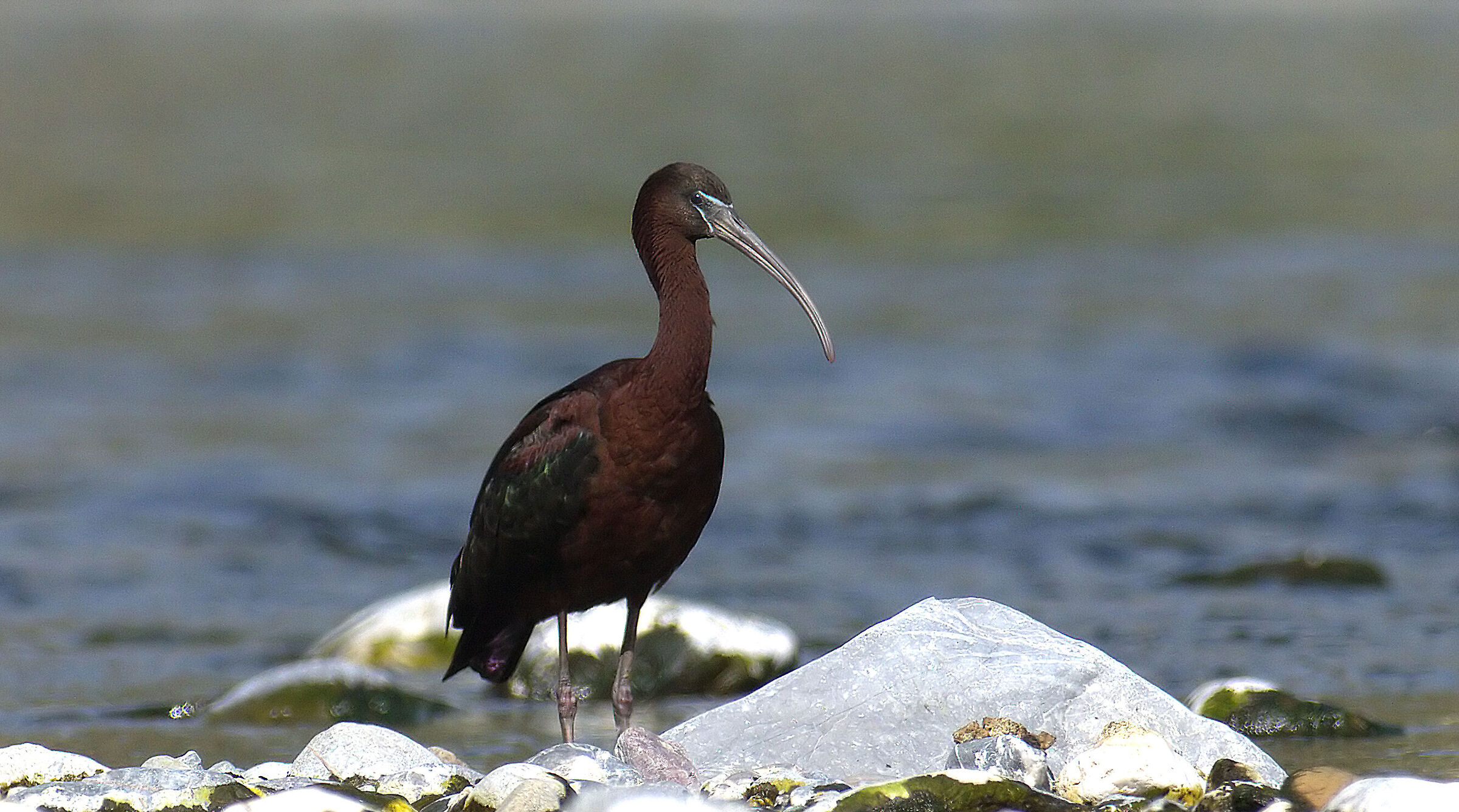 glossy ibis