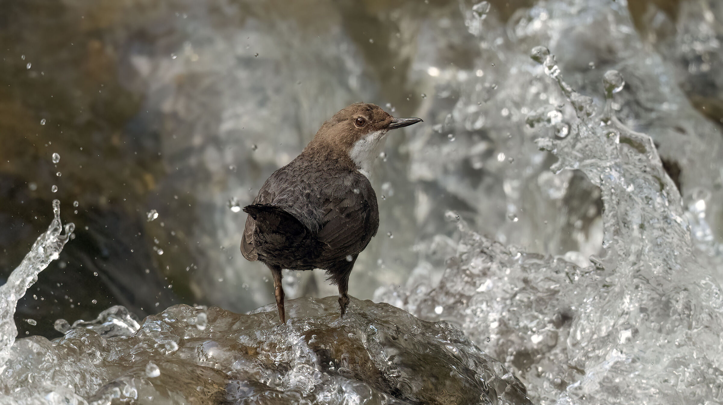 MerlMo Dipper May 2024