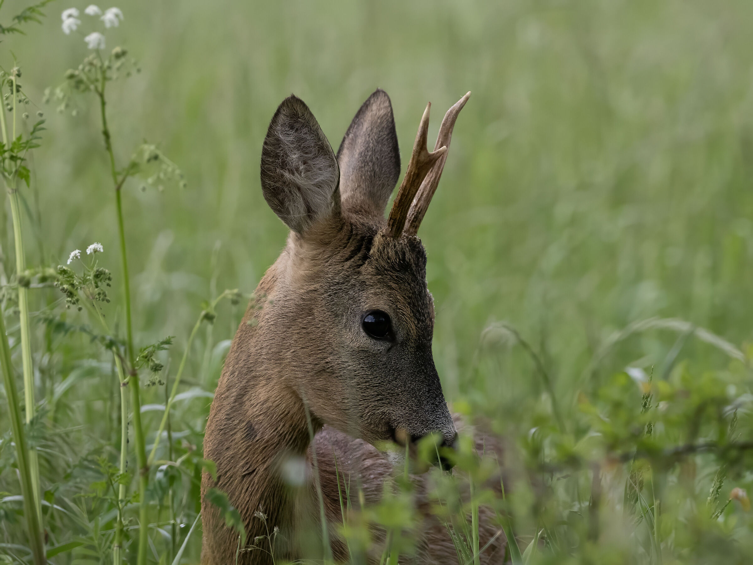 Roe Deer Umbria