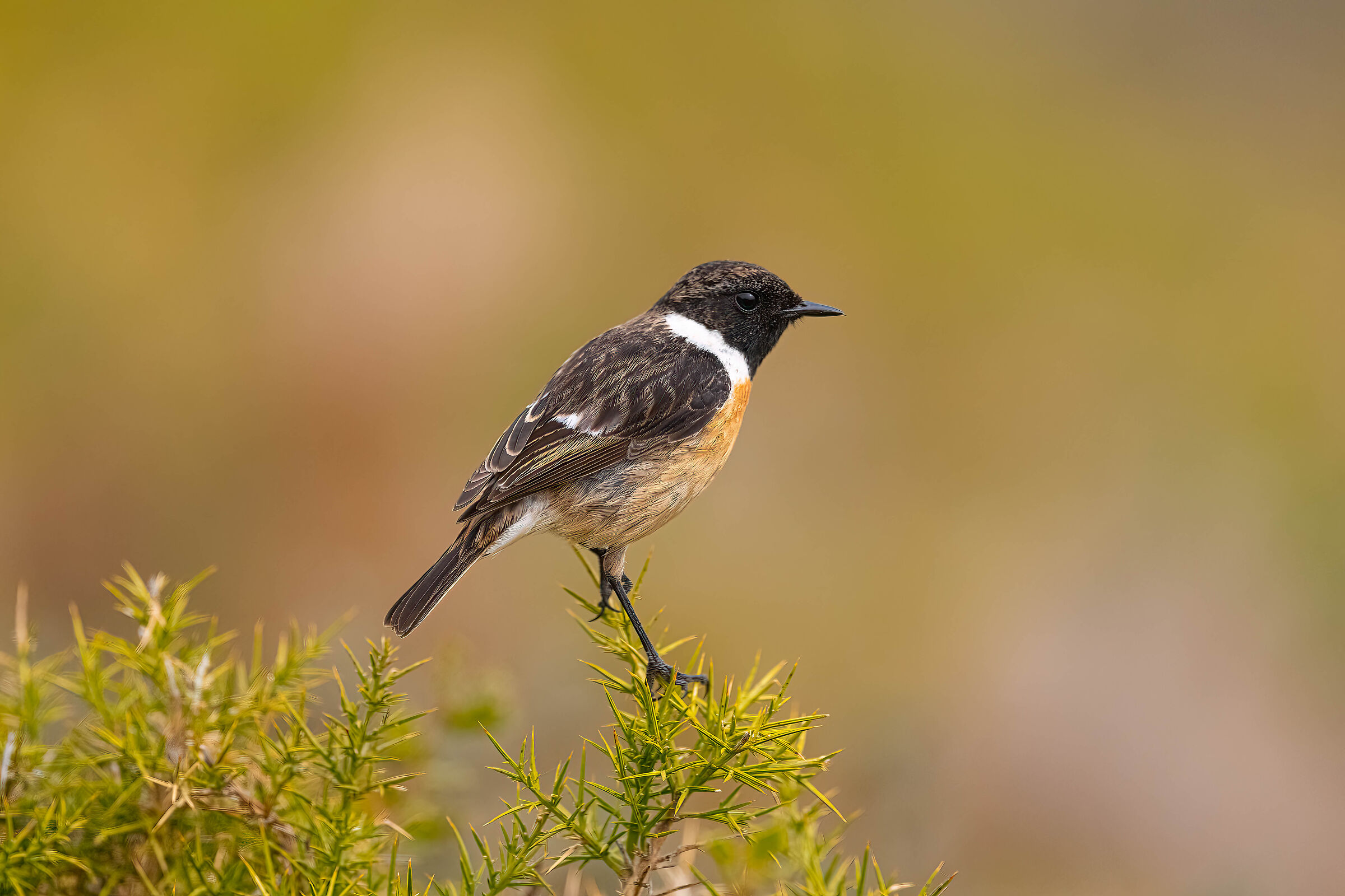 Saltimpalo Maschio (Saxicola torquatos)
