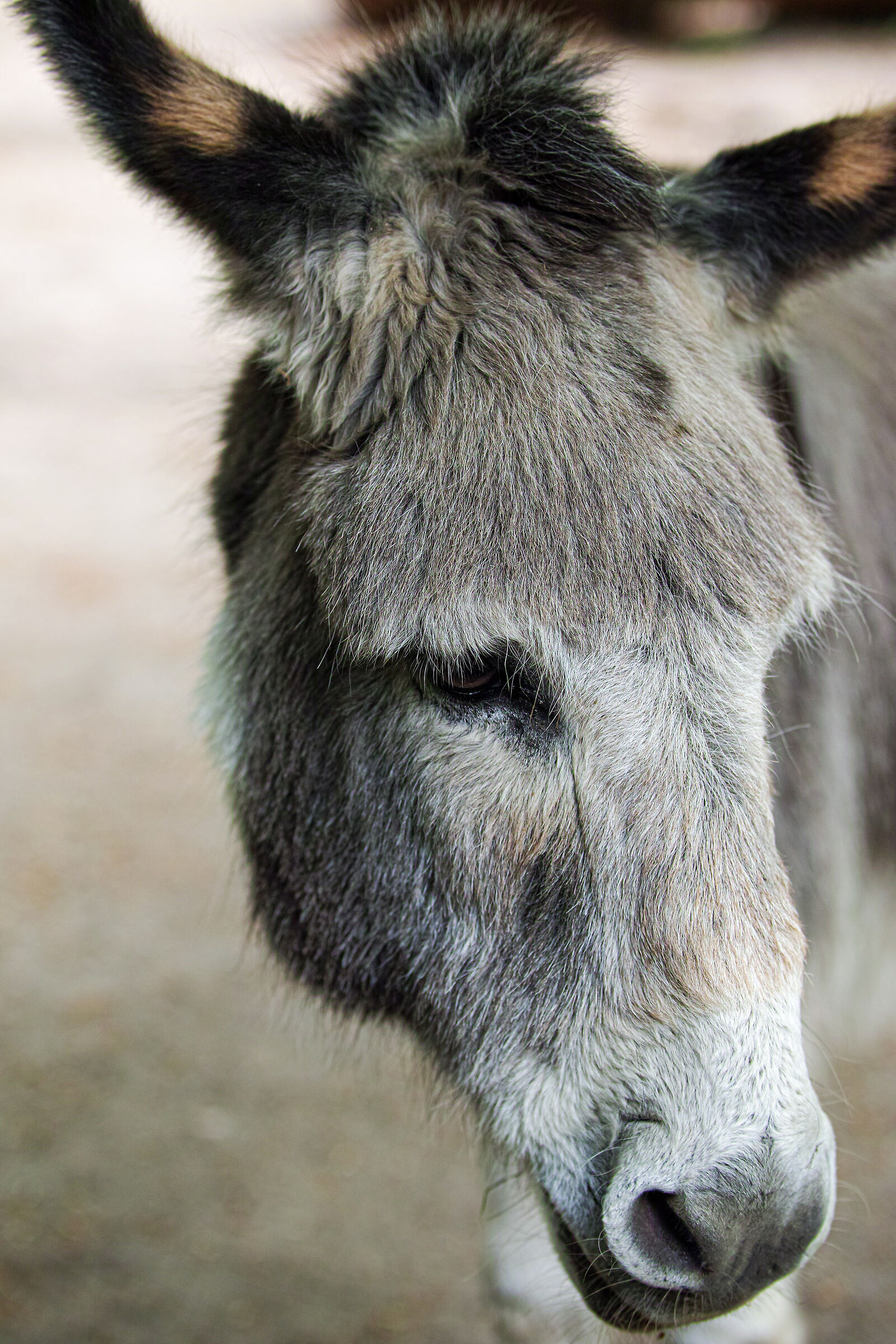 Kobelt Zoo Frankfurt