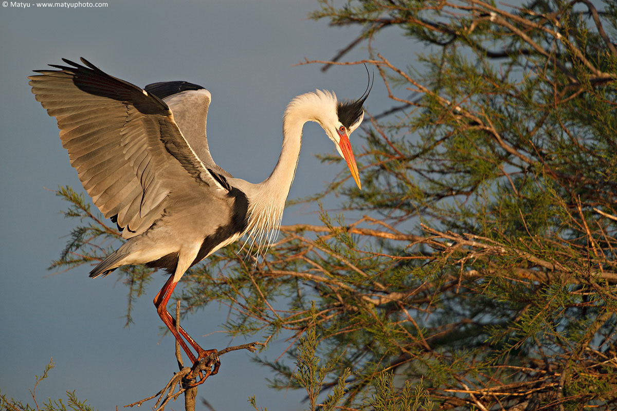 Heron in the Camargue