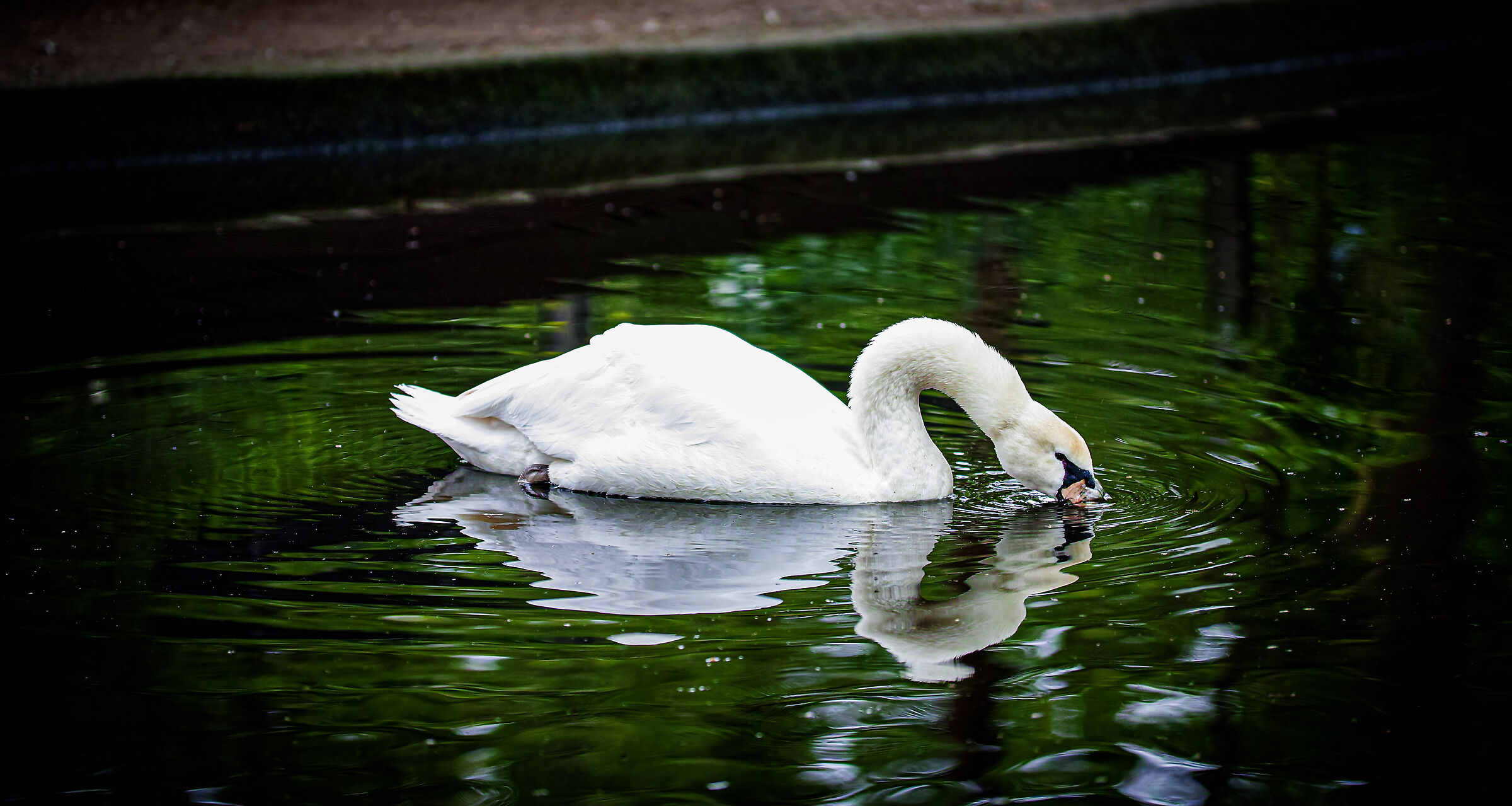 Kobelt zoo Frankfurt
