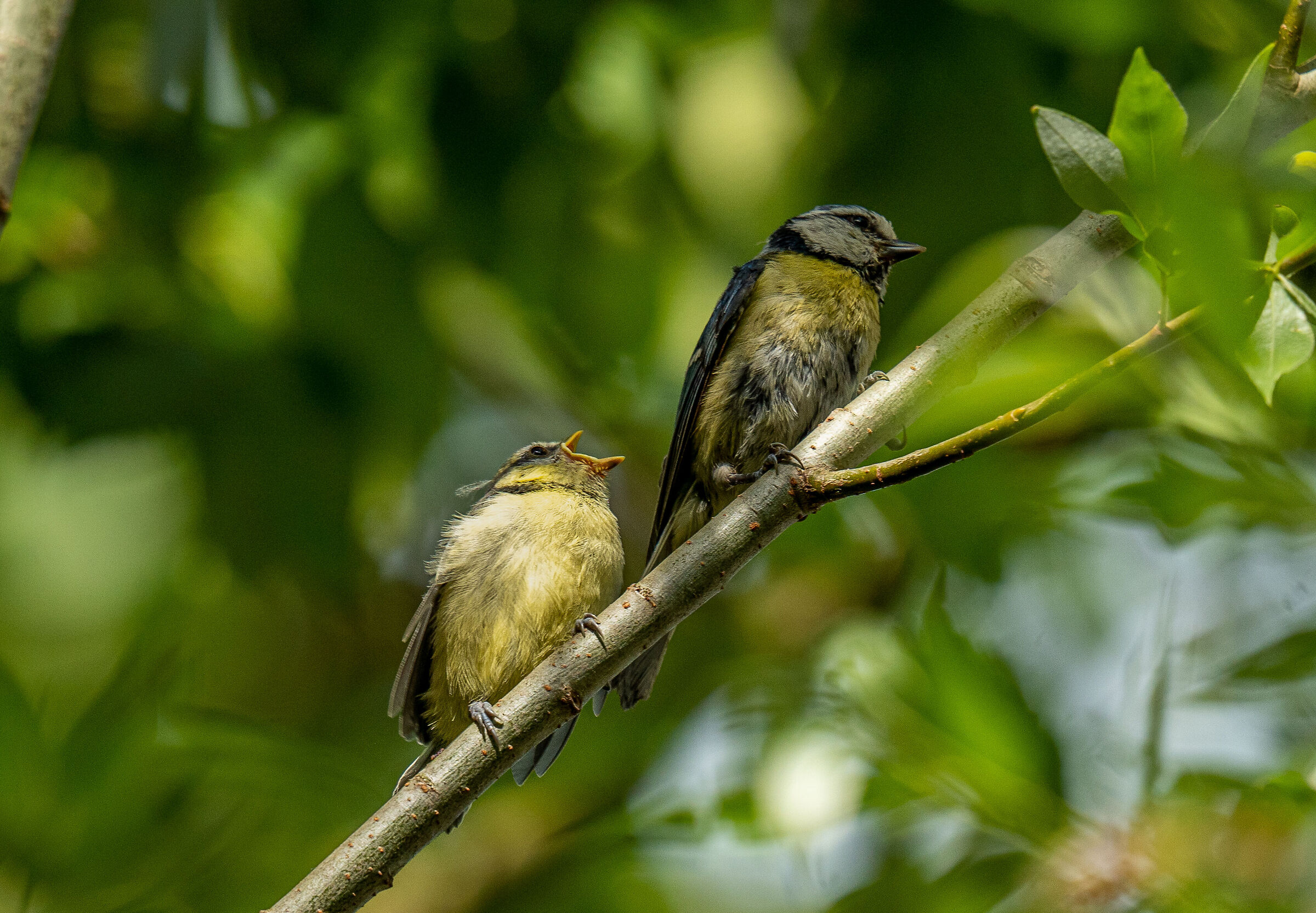 genitore di circiarella  con uno dei suoi piccoli