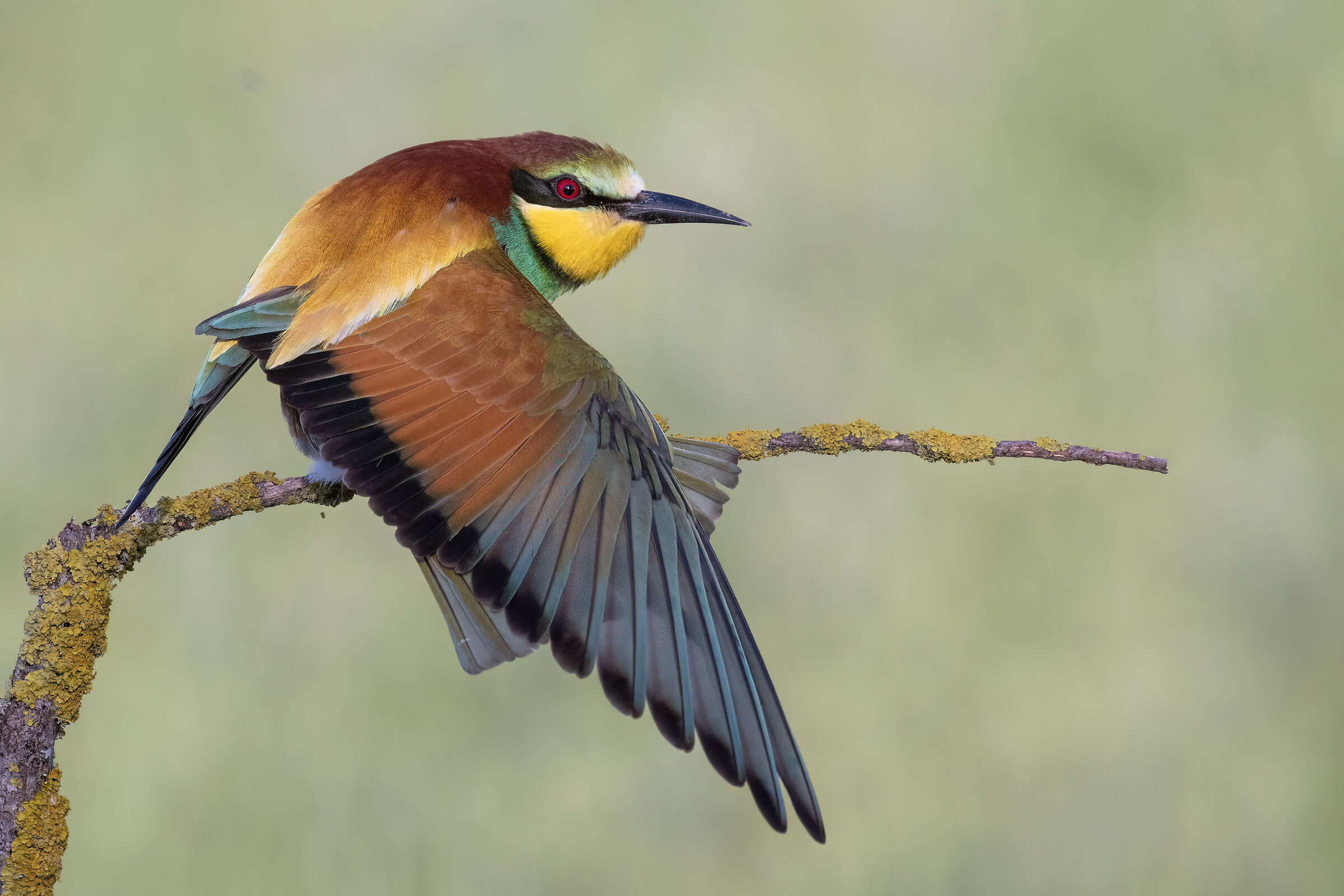 The colours of the bee-eater