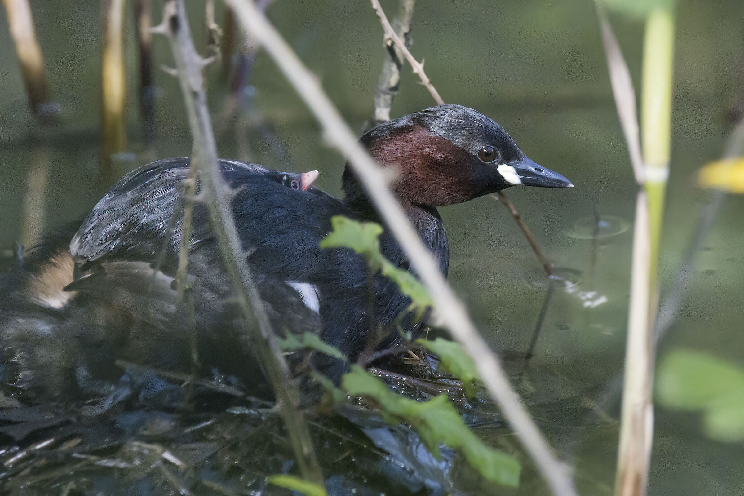 Family picture. Dabchick