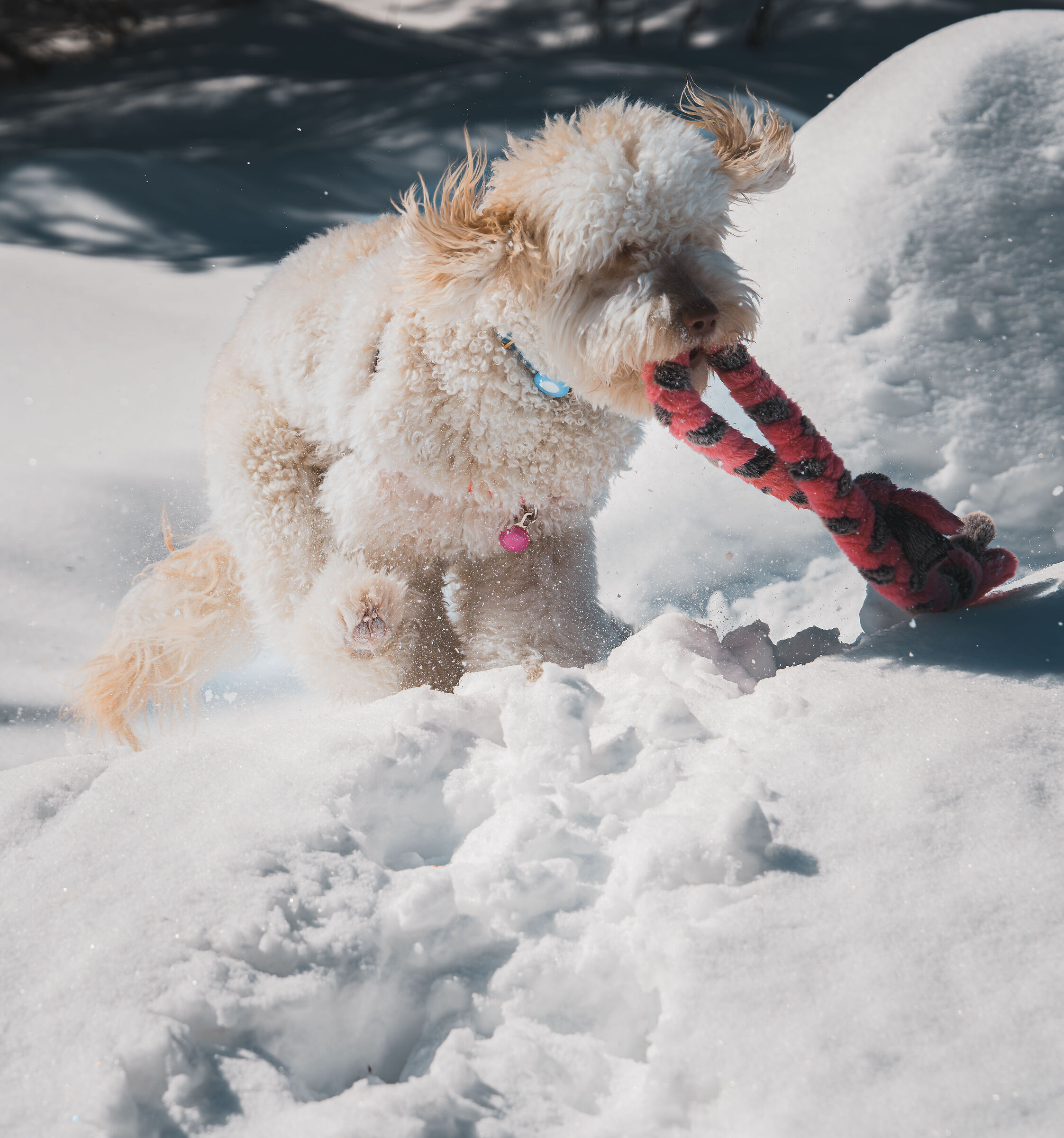 Goldendoodle, Quebec