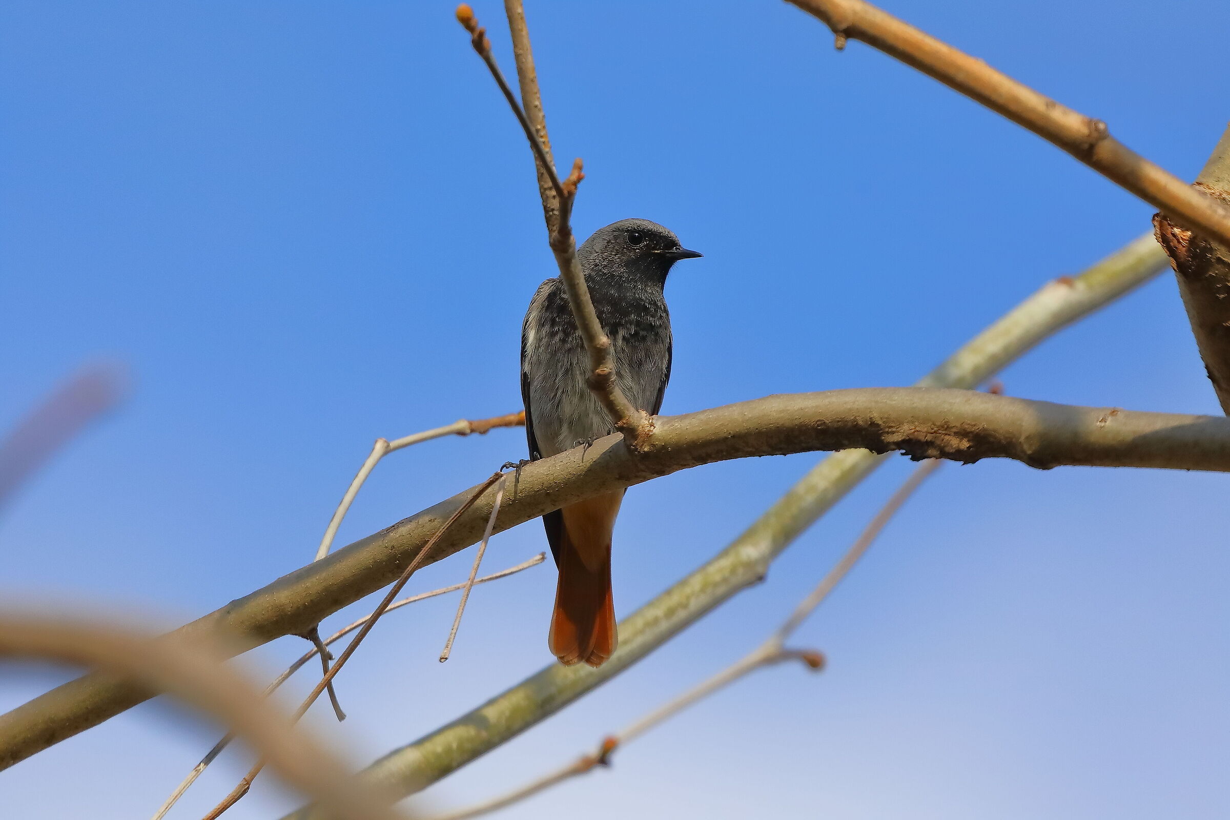 Redstart M 04 March 2024 -0094