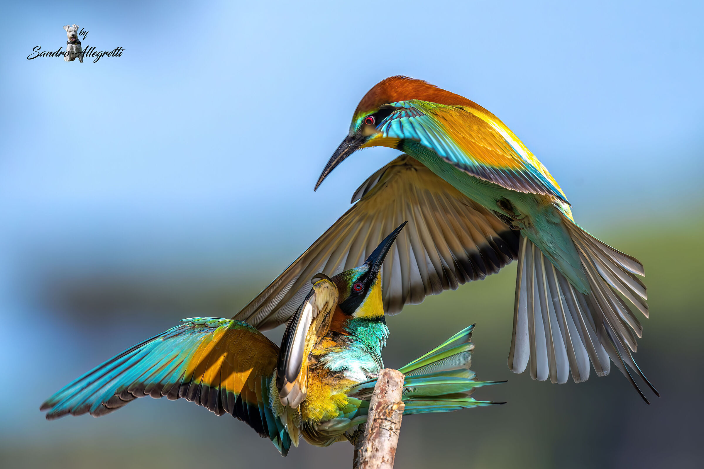 Merops apiaster