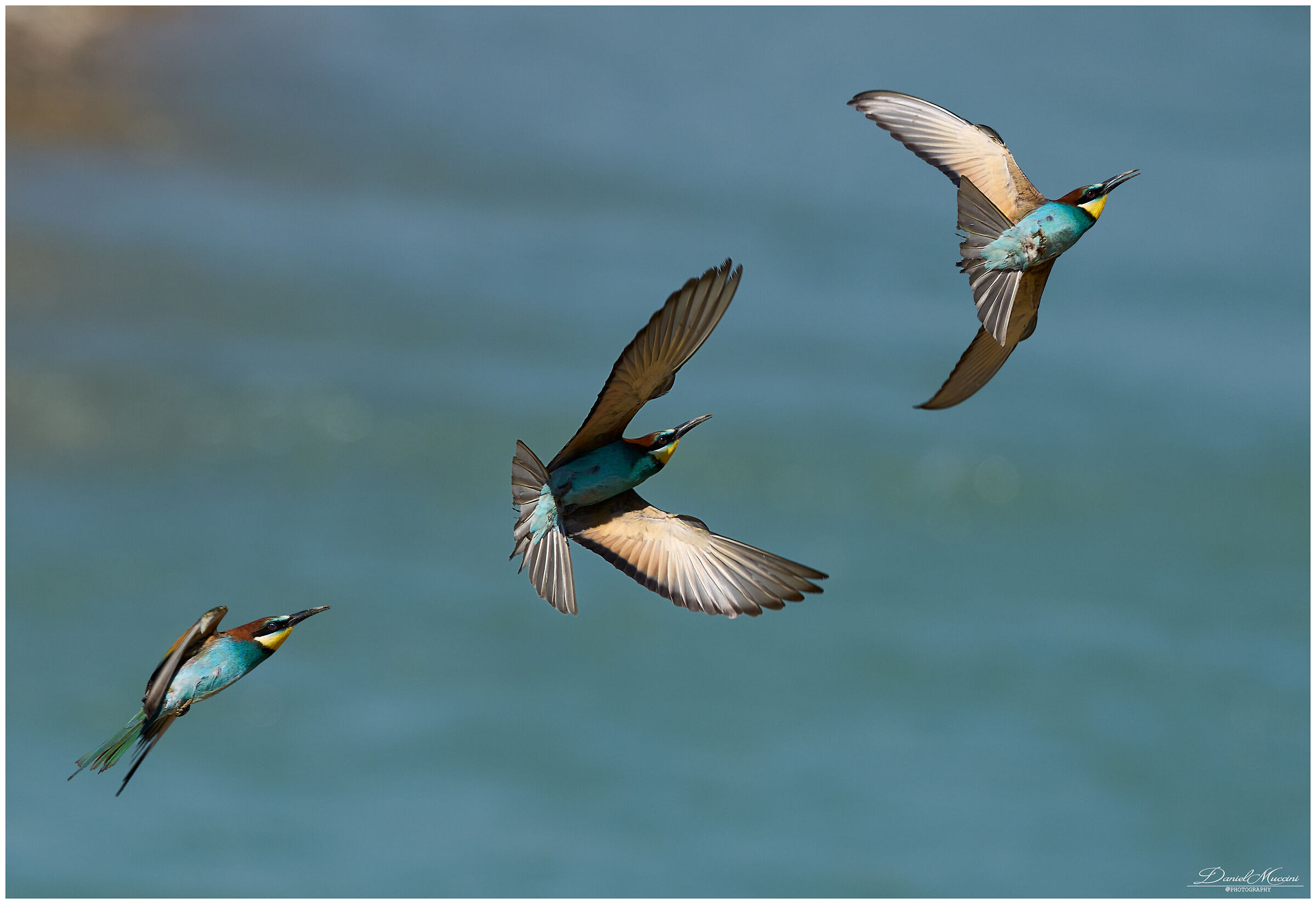 Bee-eater sequence