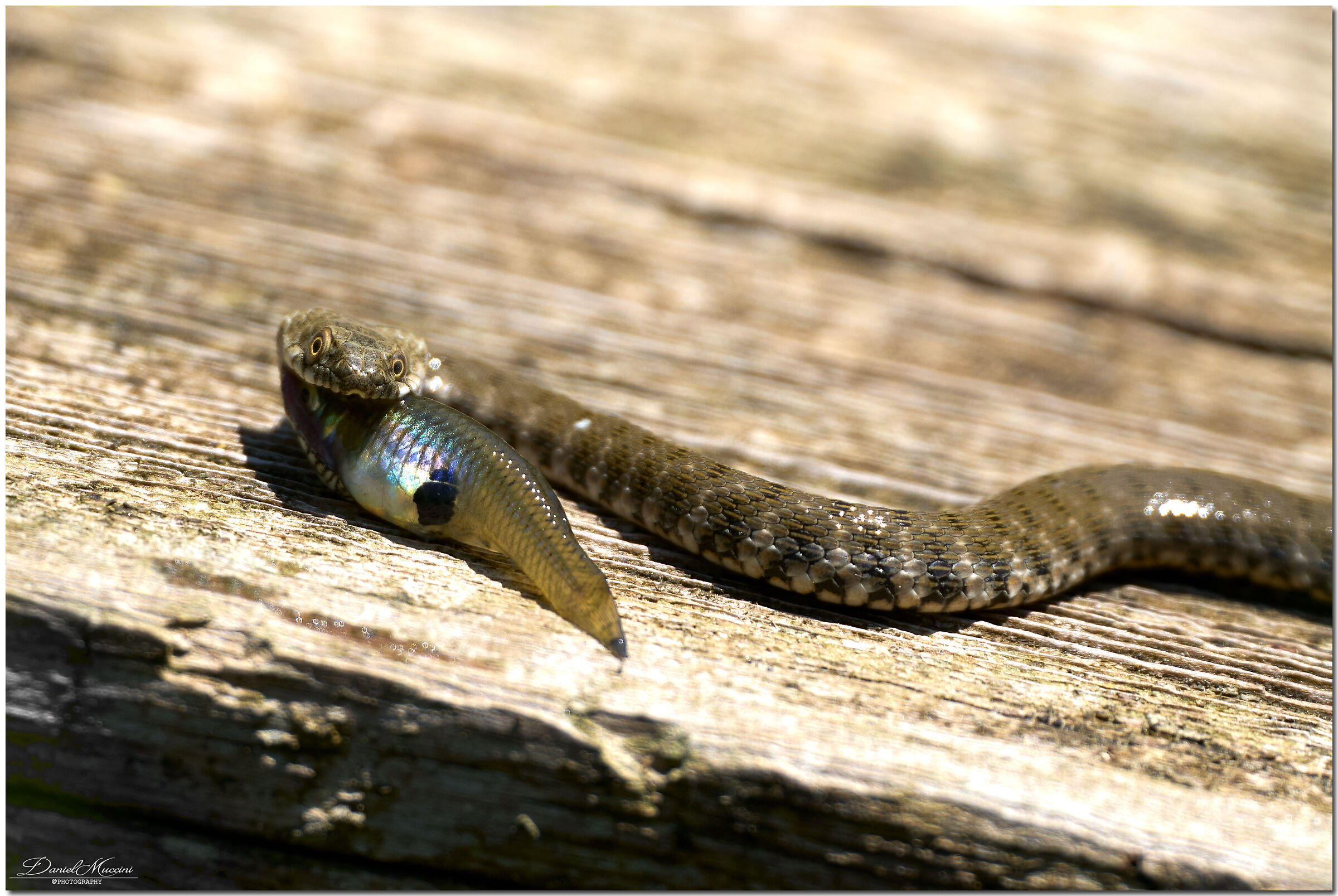 Swamp grass snake with prey