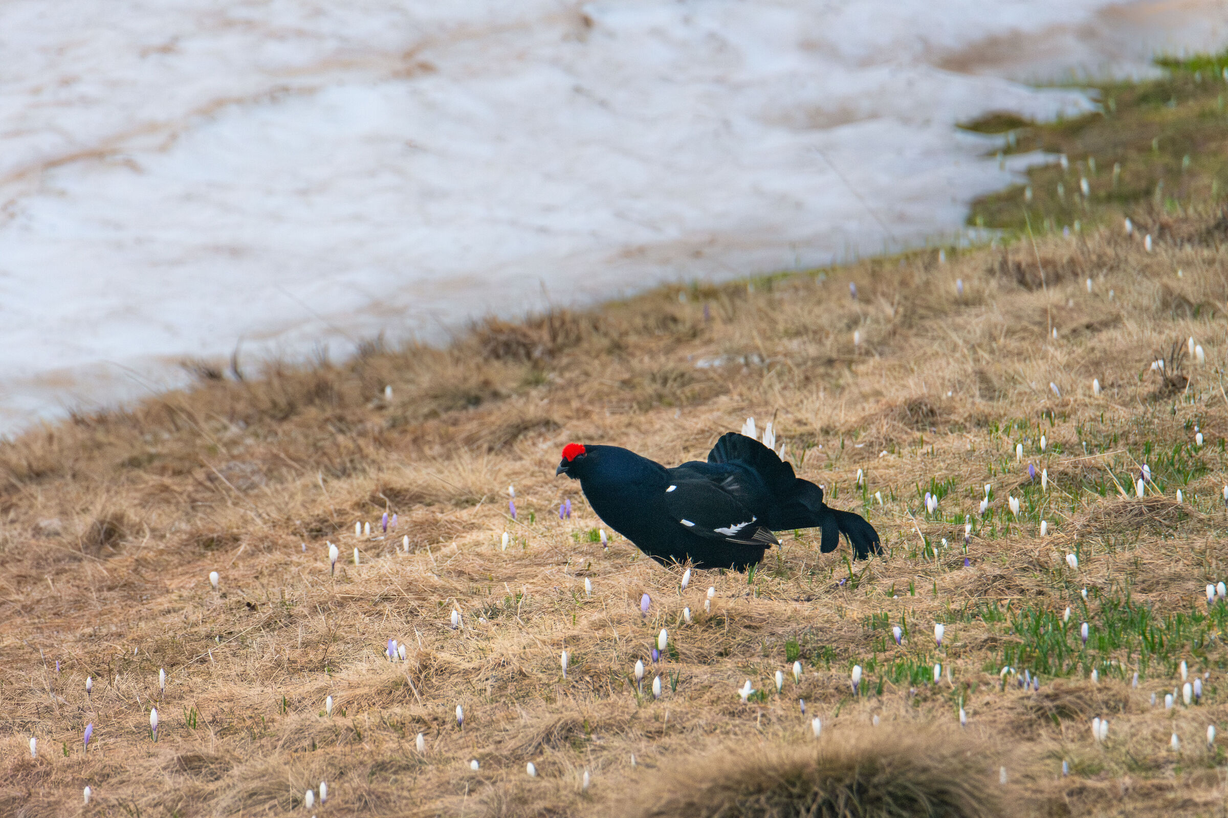 Black Grouse 2024