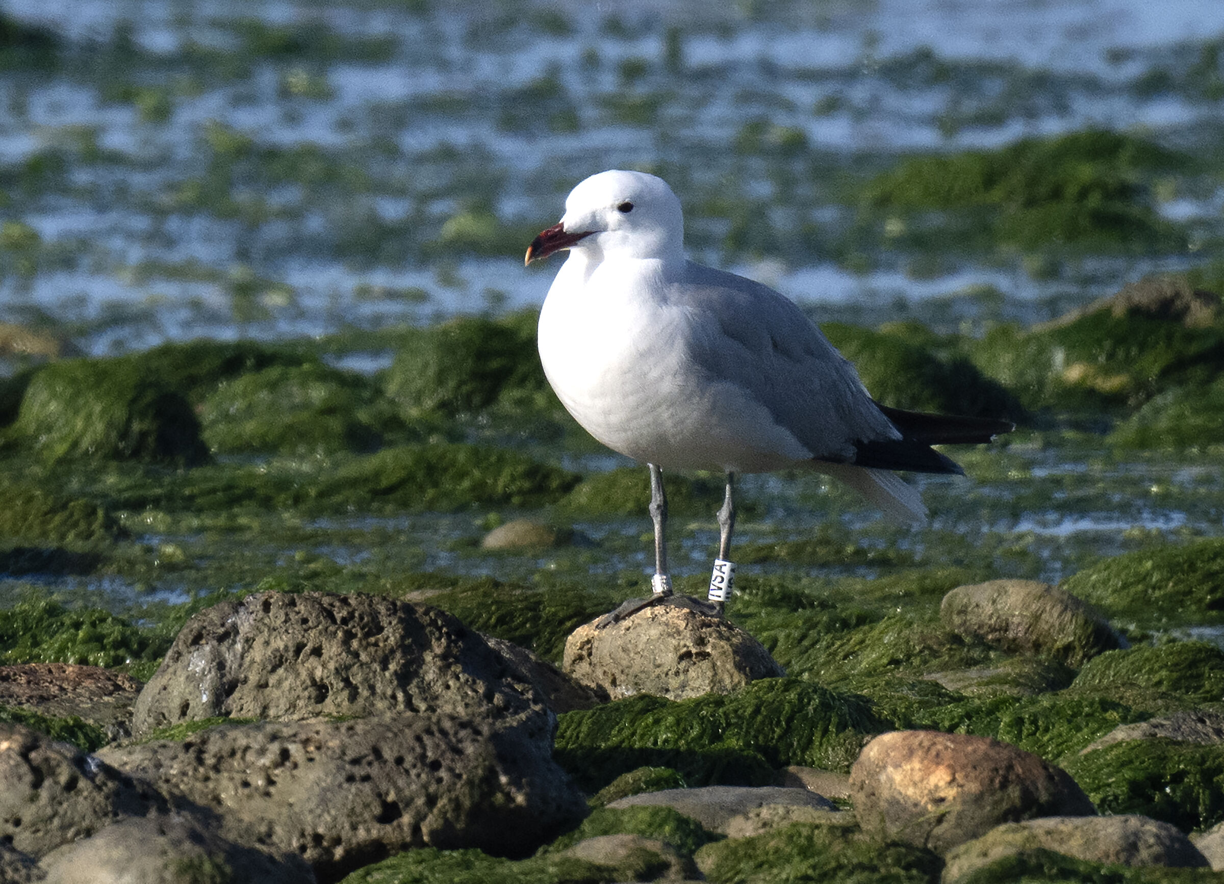 Gabbiano Corso con Anello