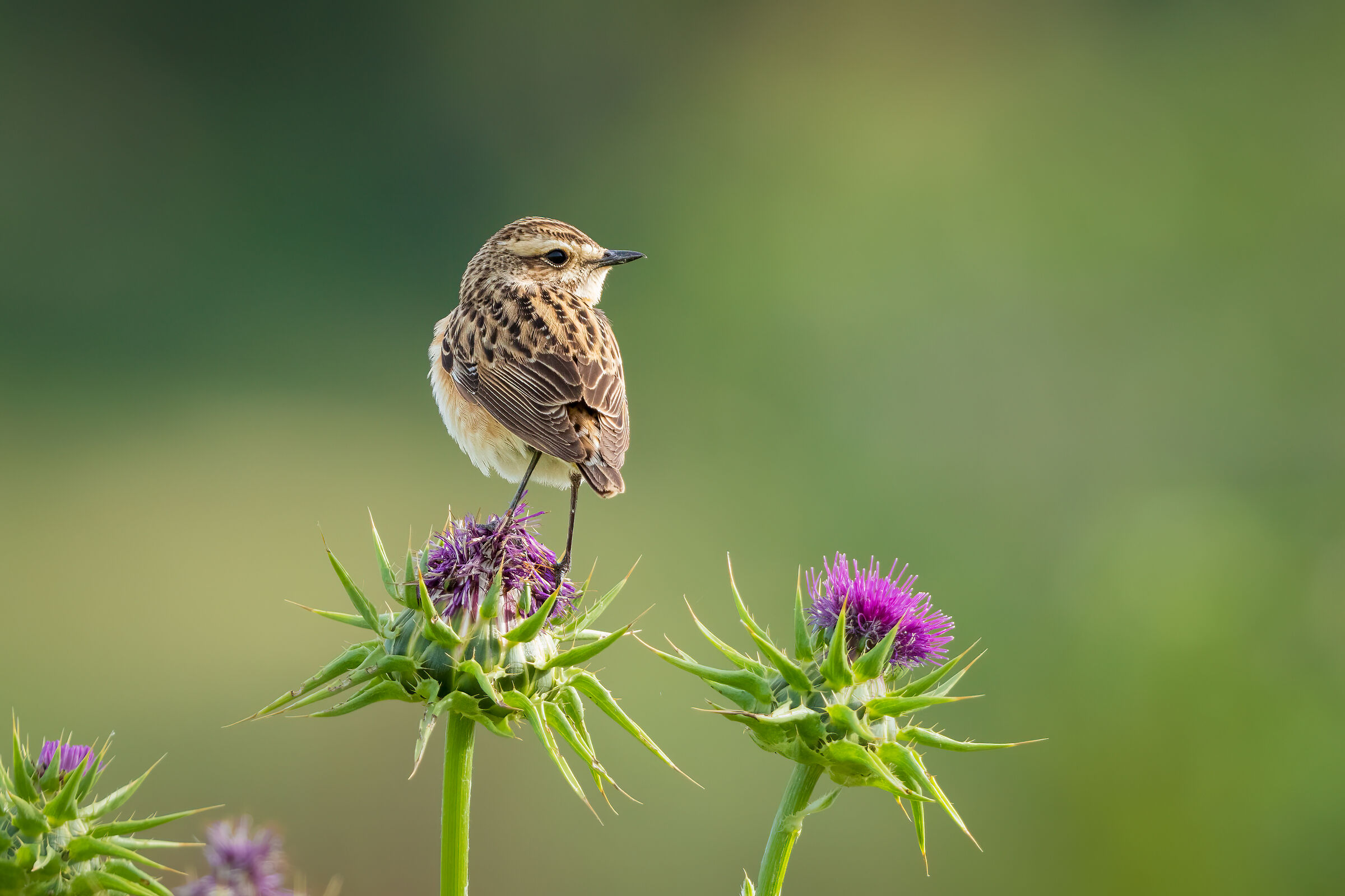 Stiaccino (Saxicola rubetra)