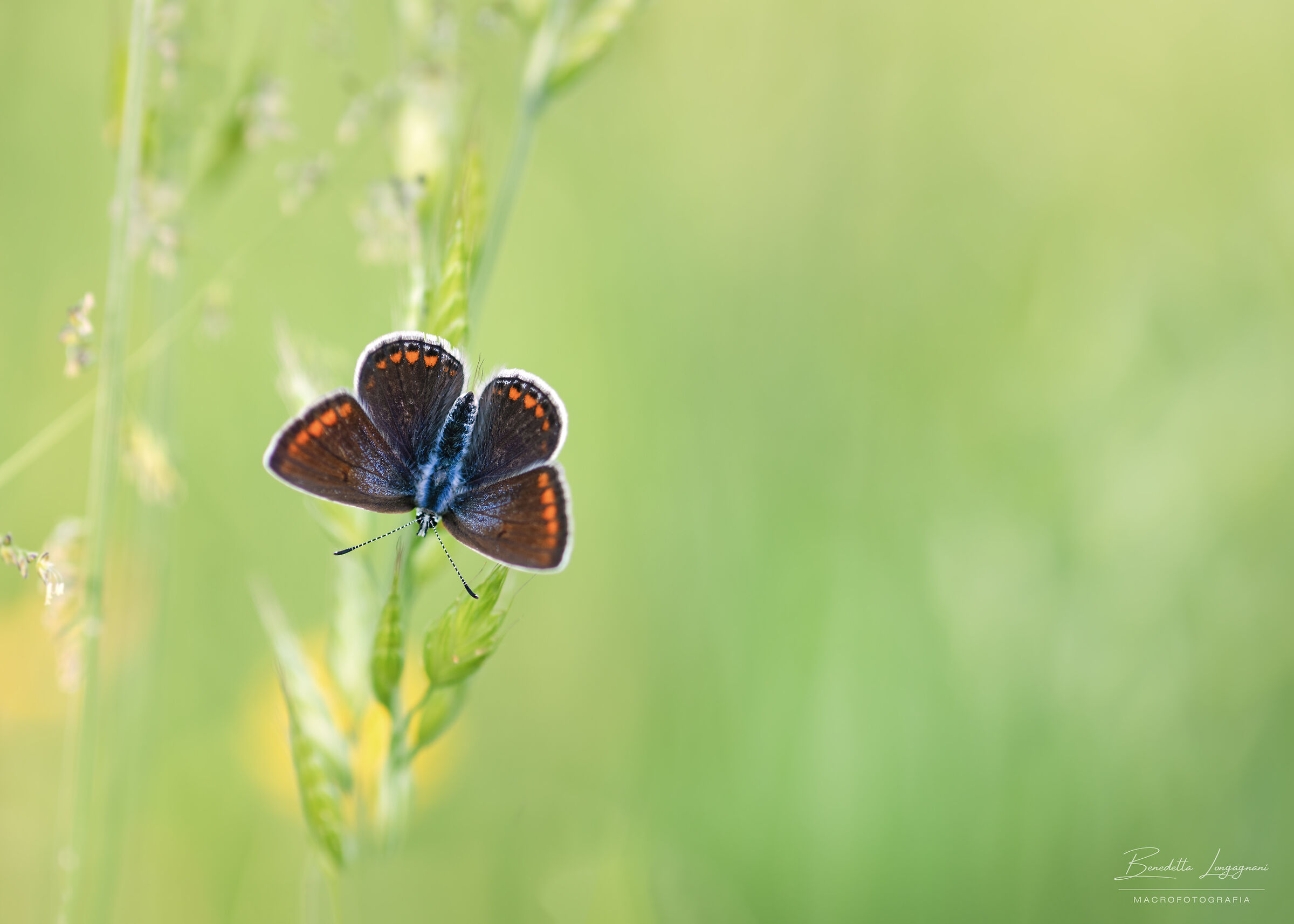 Ti aspetto ad ali aperte