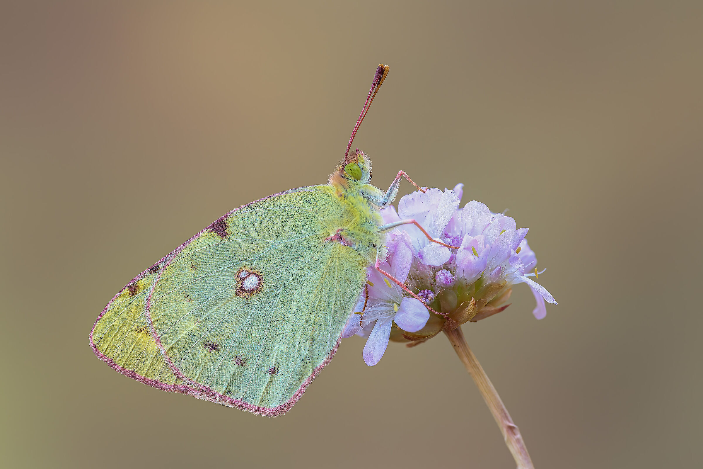 Colias crocea