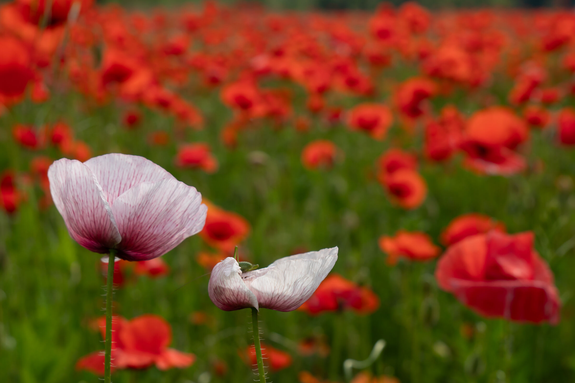 Two lilac tulips in a sea of red