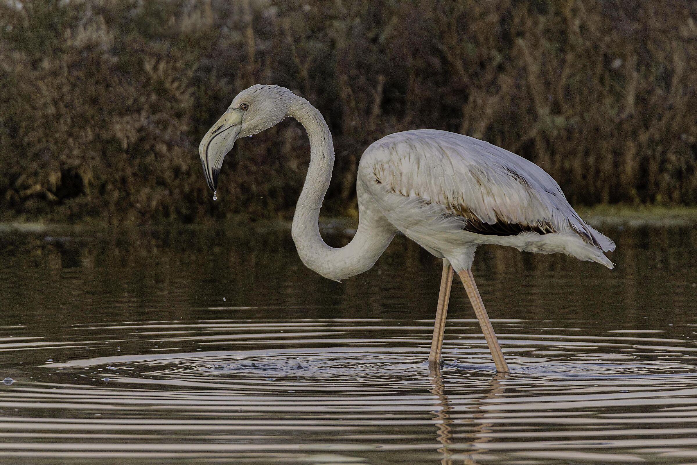 Young flamingo at sunset