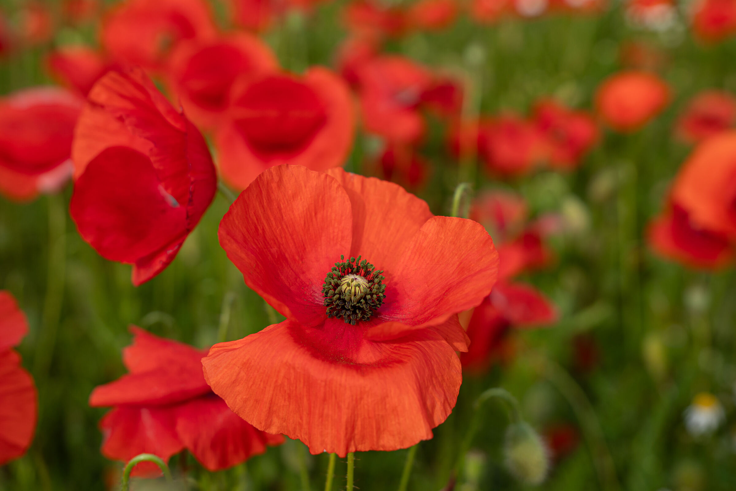 Poppy