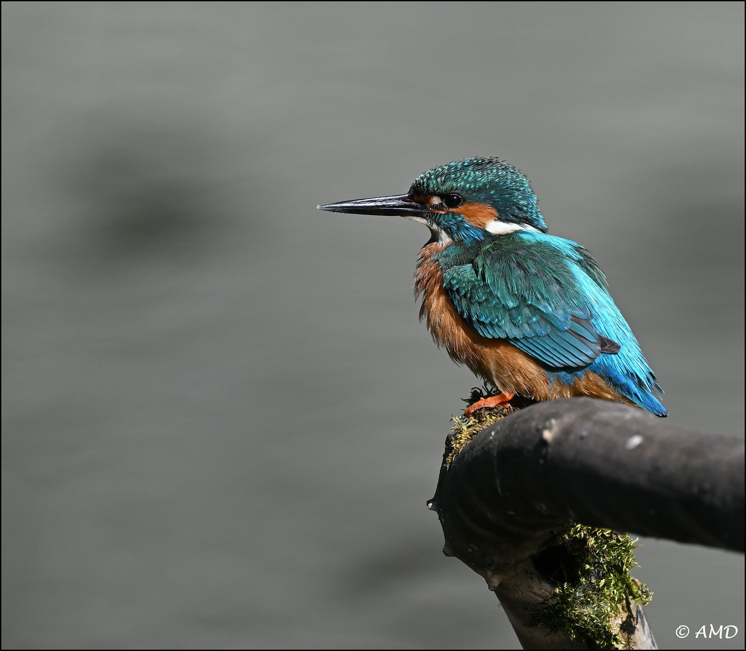 Kingfisher