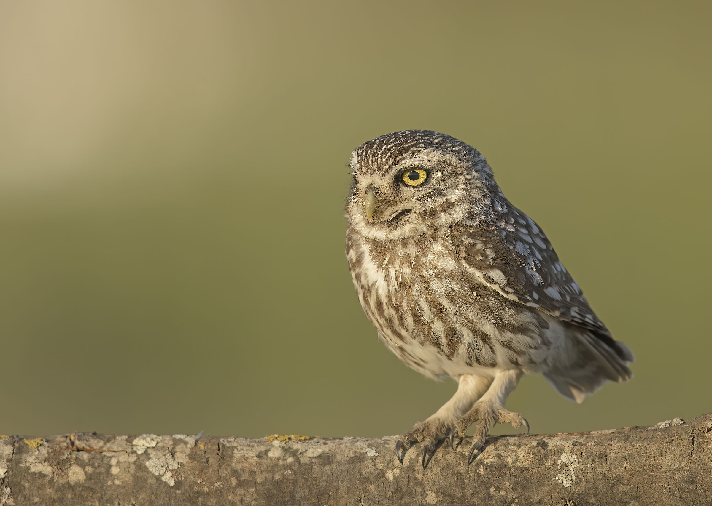 cercando di compensare luce naturale e flash...