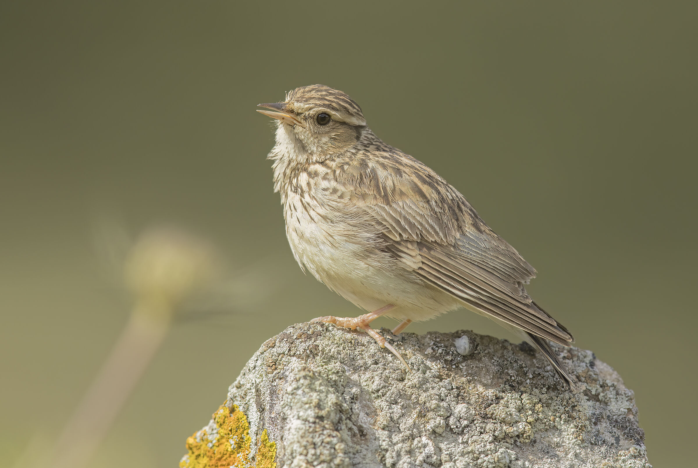 cappellaccia (galerida cristata)