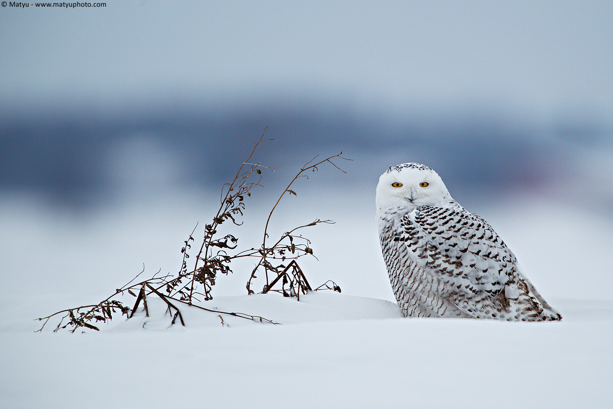 Snowy Owl