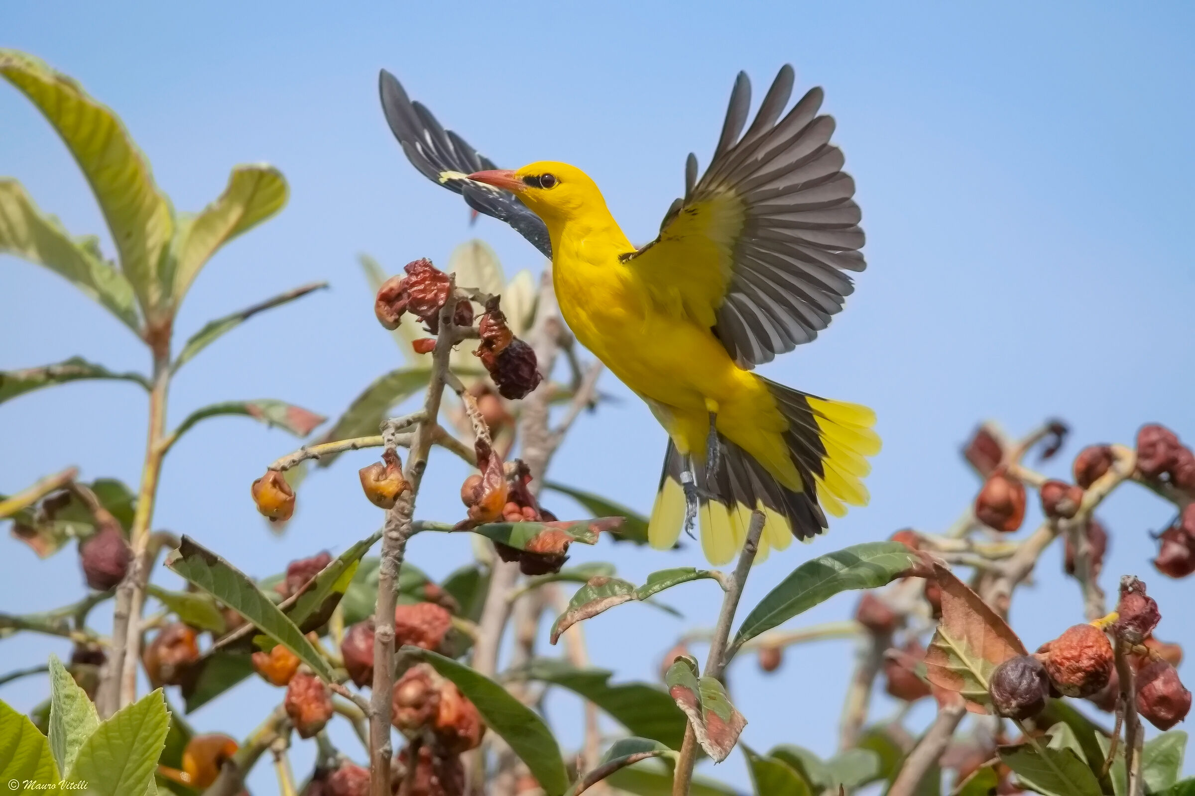 Oriole (Oriolus oriolus)