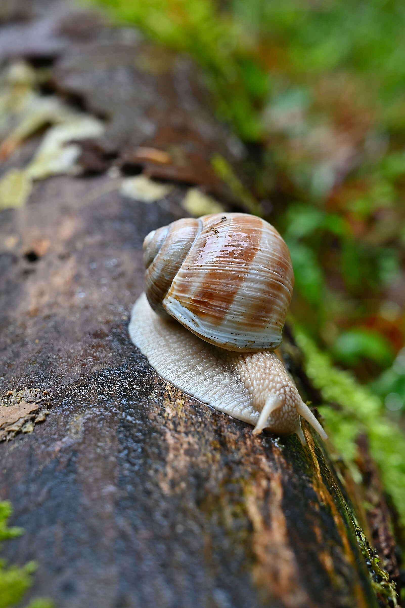 Helix pomatia alpina