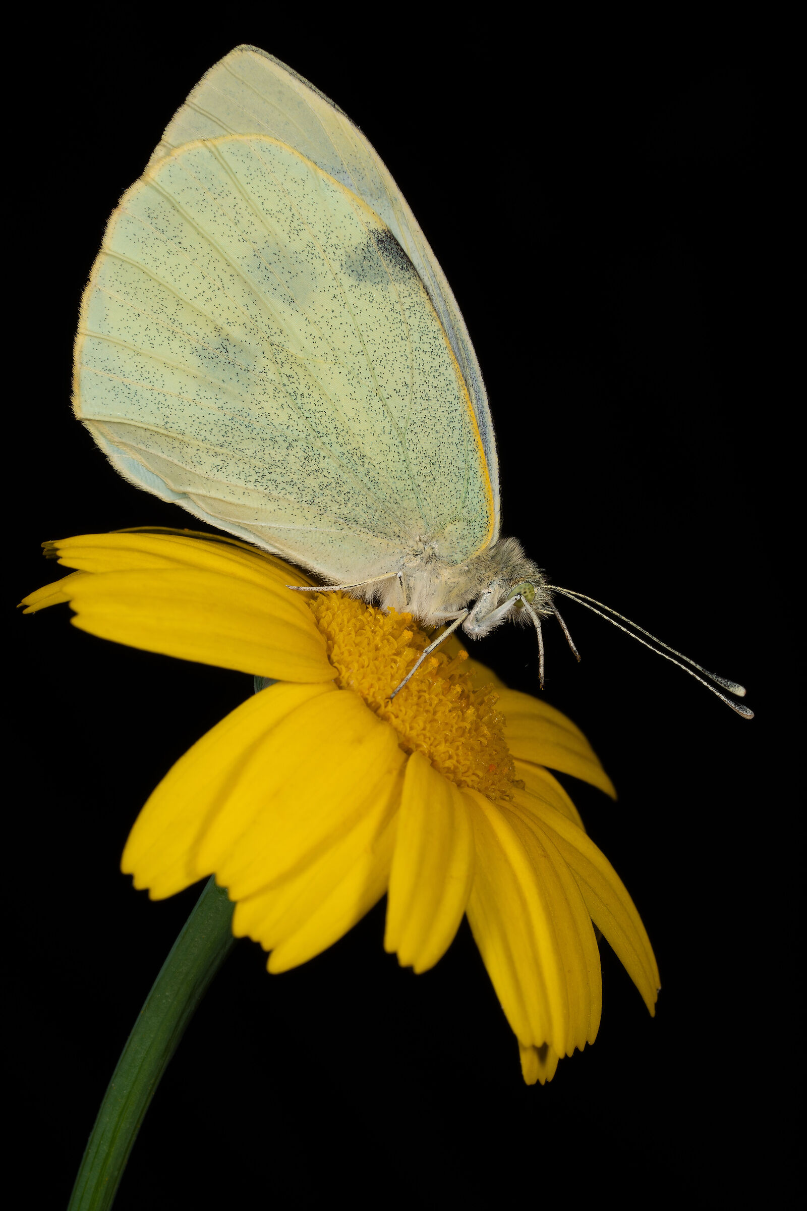 Pieris brassicae