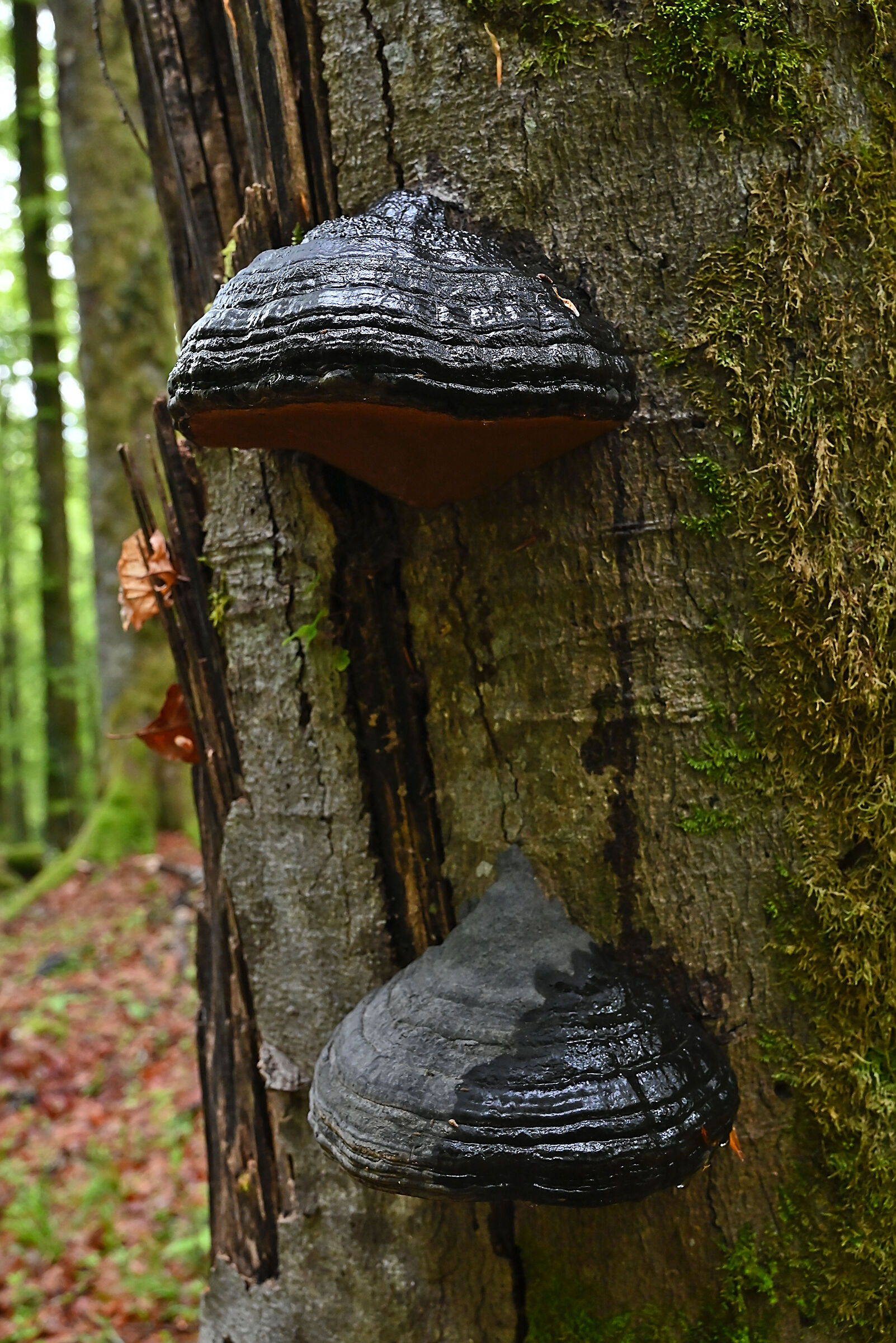 Lignicoli mushrooms