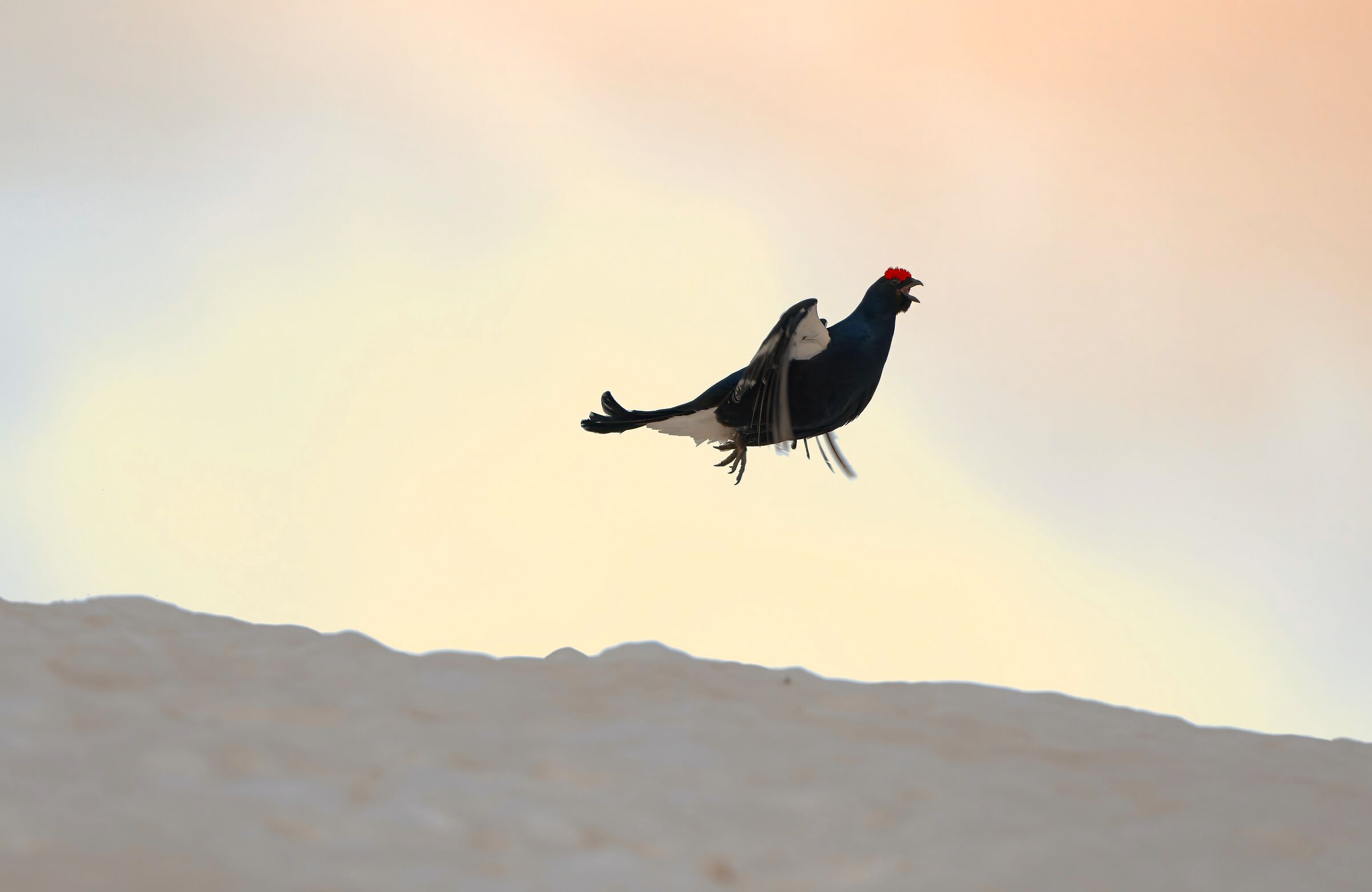 gallo forcello prima dell'alba