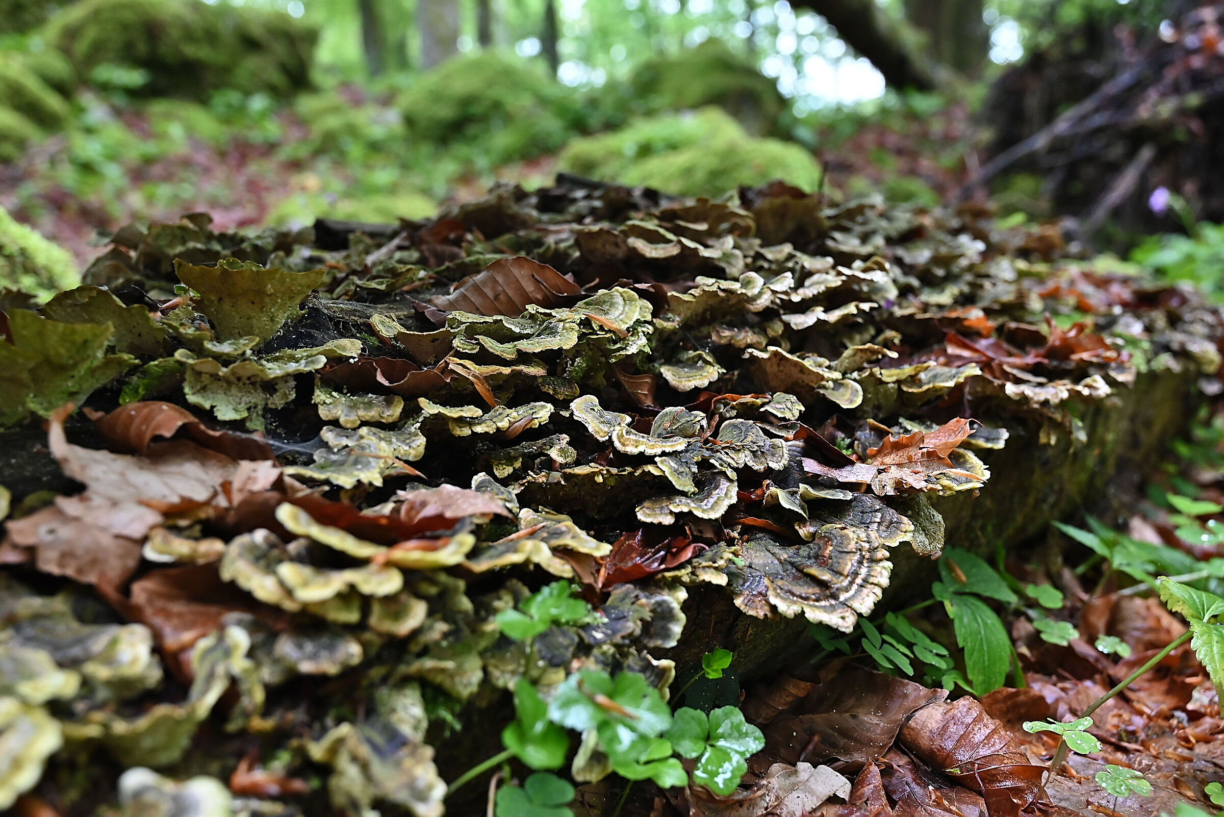 SCHIZOPHYLLUM COMMUNE