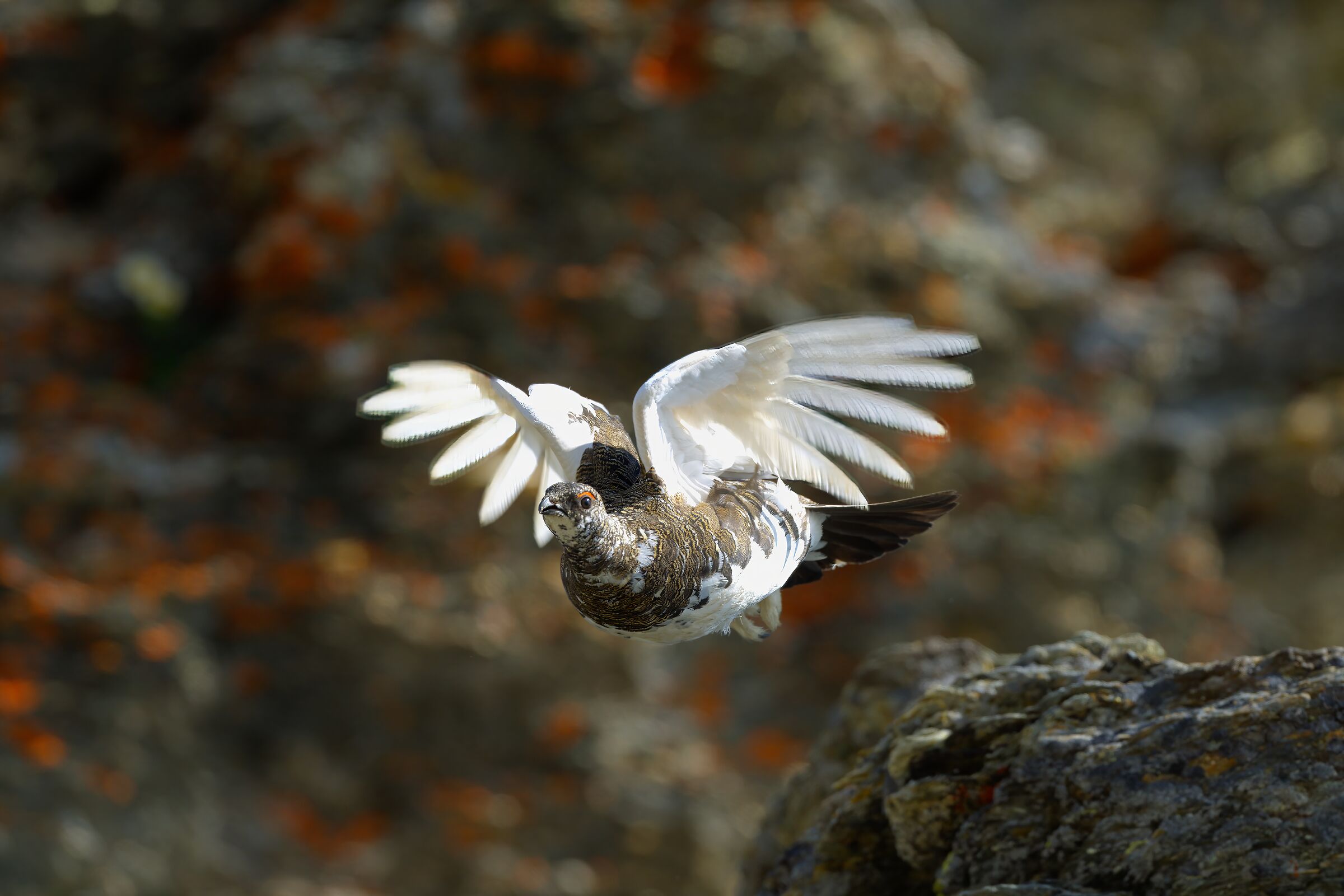 pernice bianca variabile