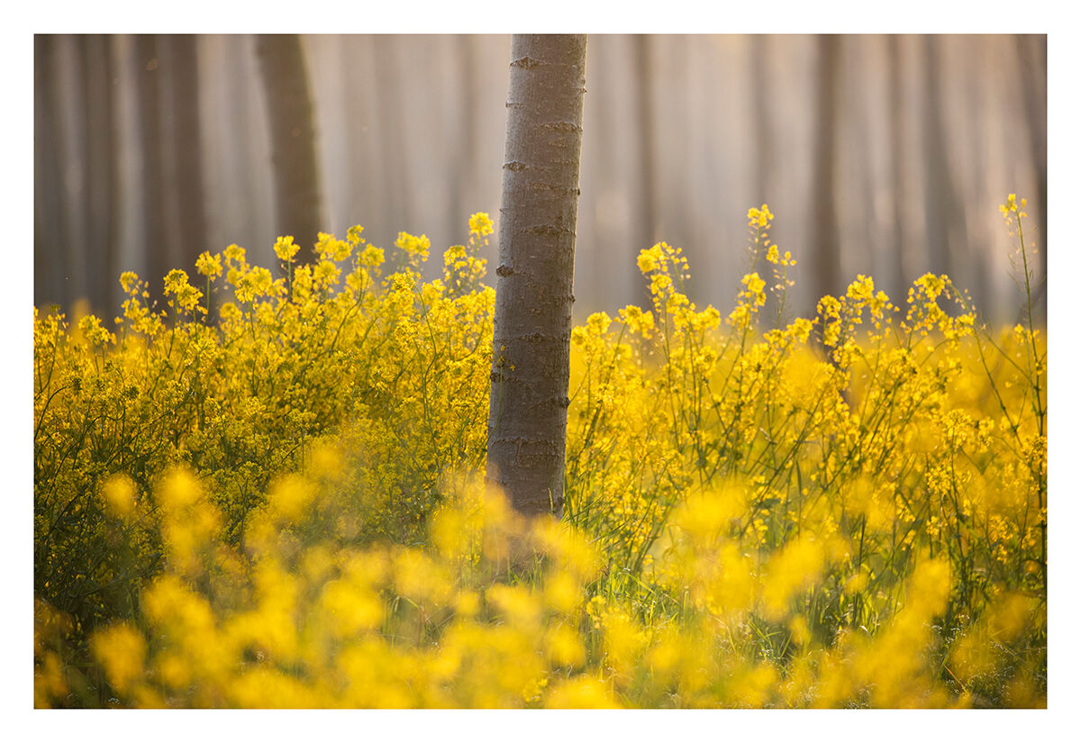 Spring Extracts