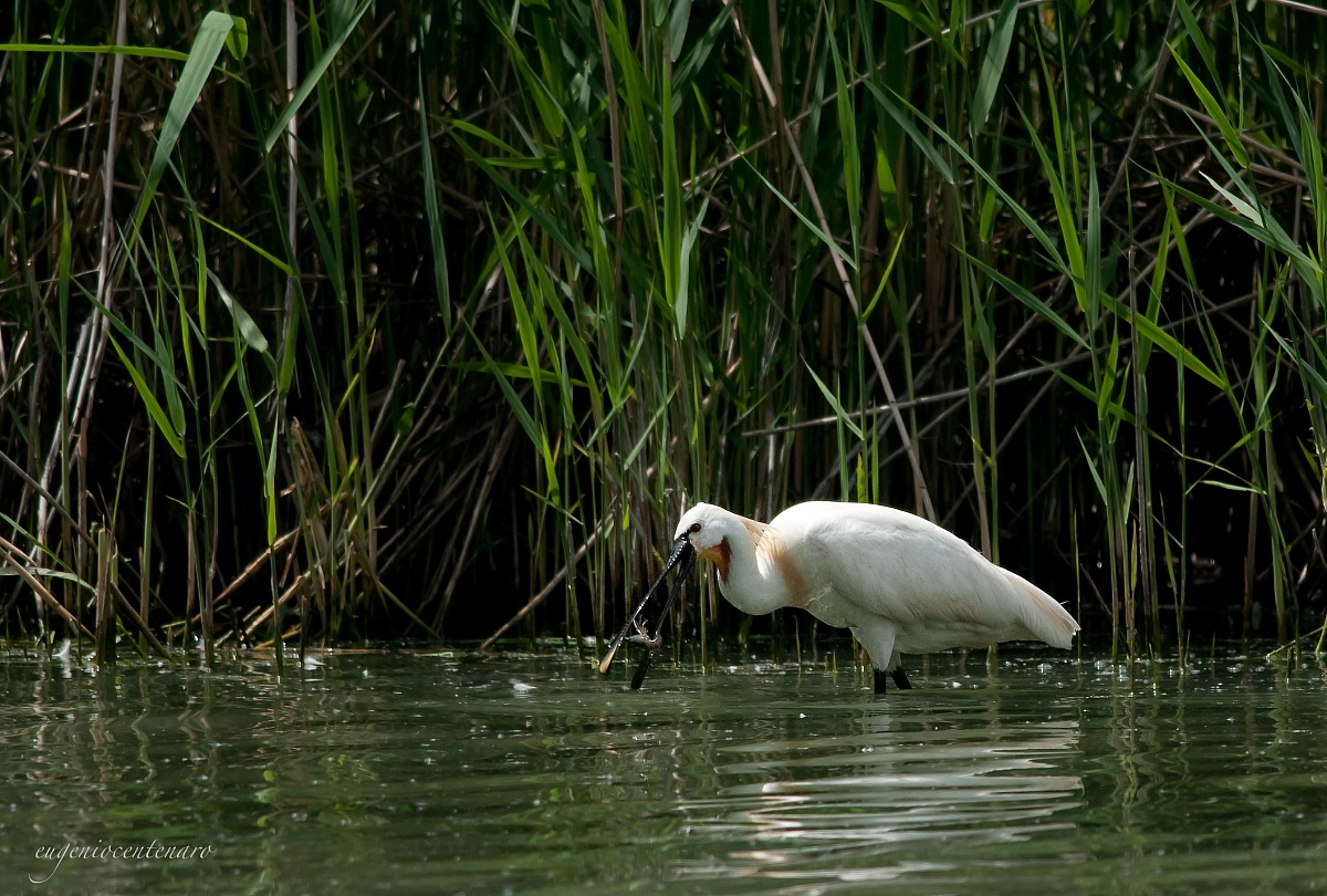Spatula fishing (Eurasian spoonbill)