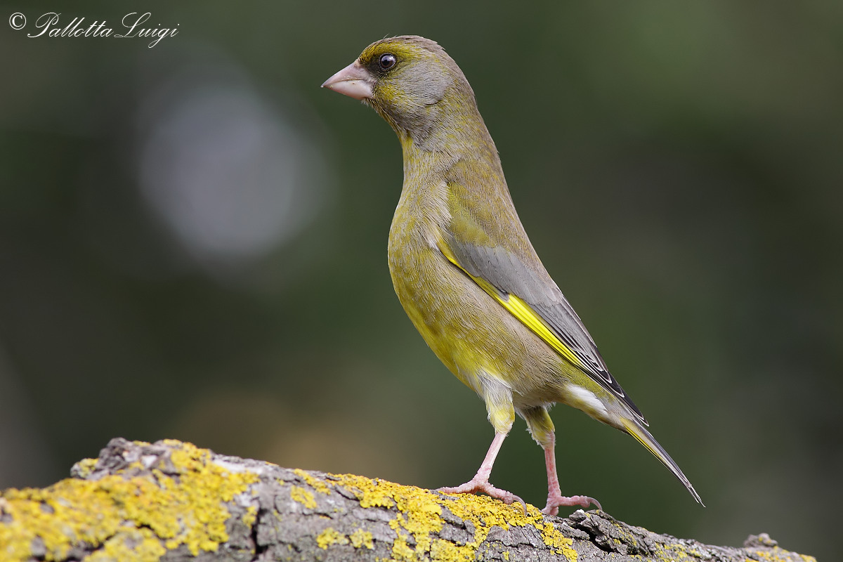 Greenfinch (Carduelis chloris)