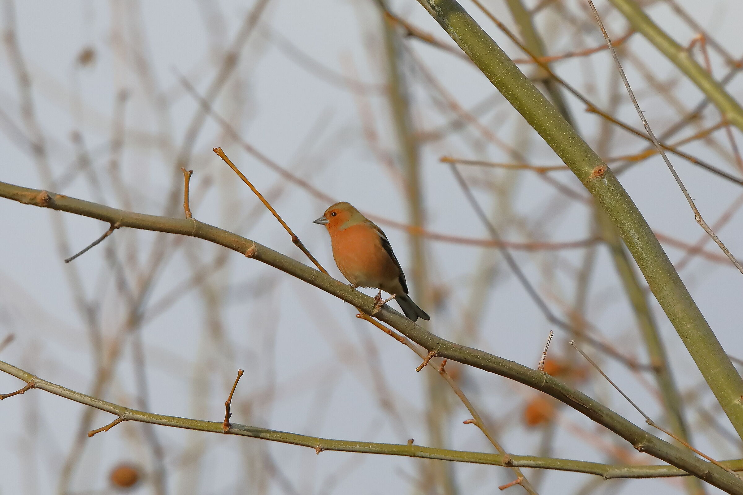 Chaffinch 04 March 2024 - 0110