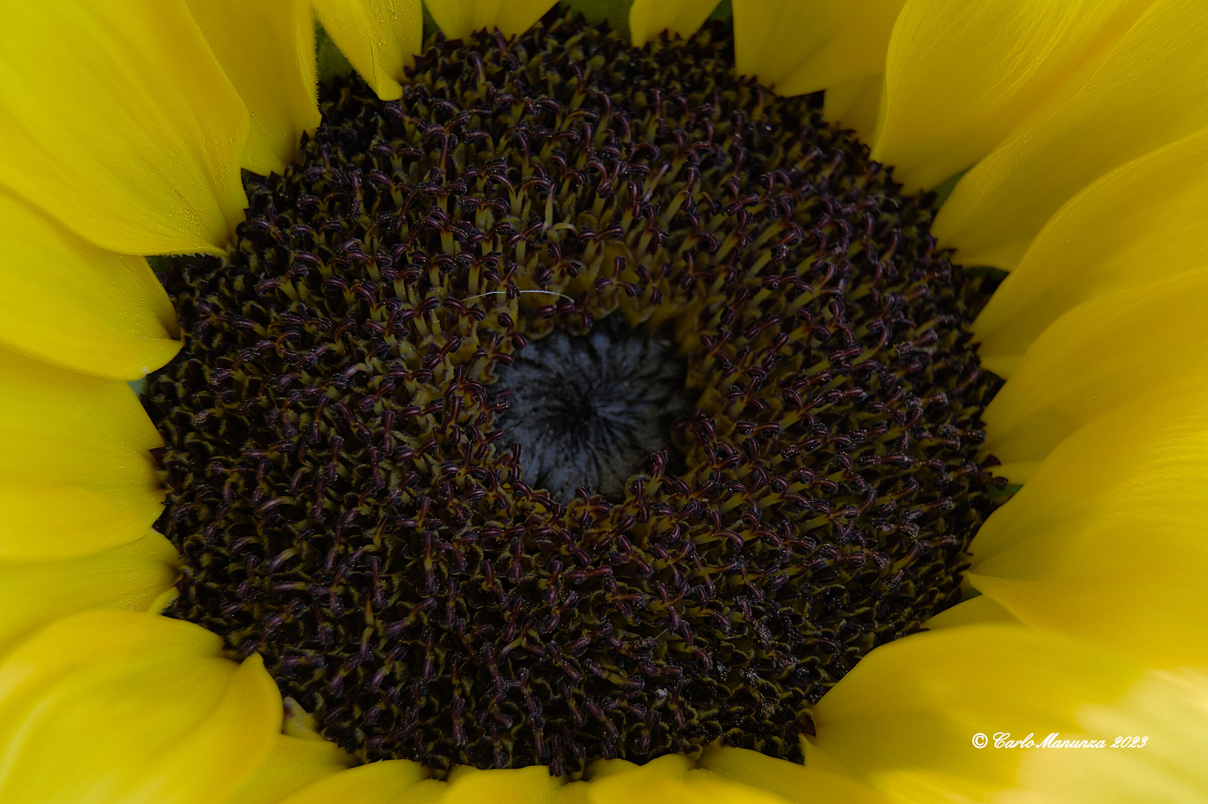 sunflower