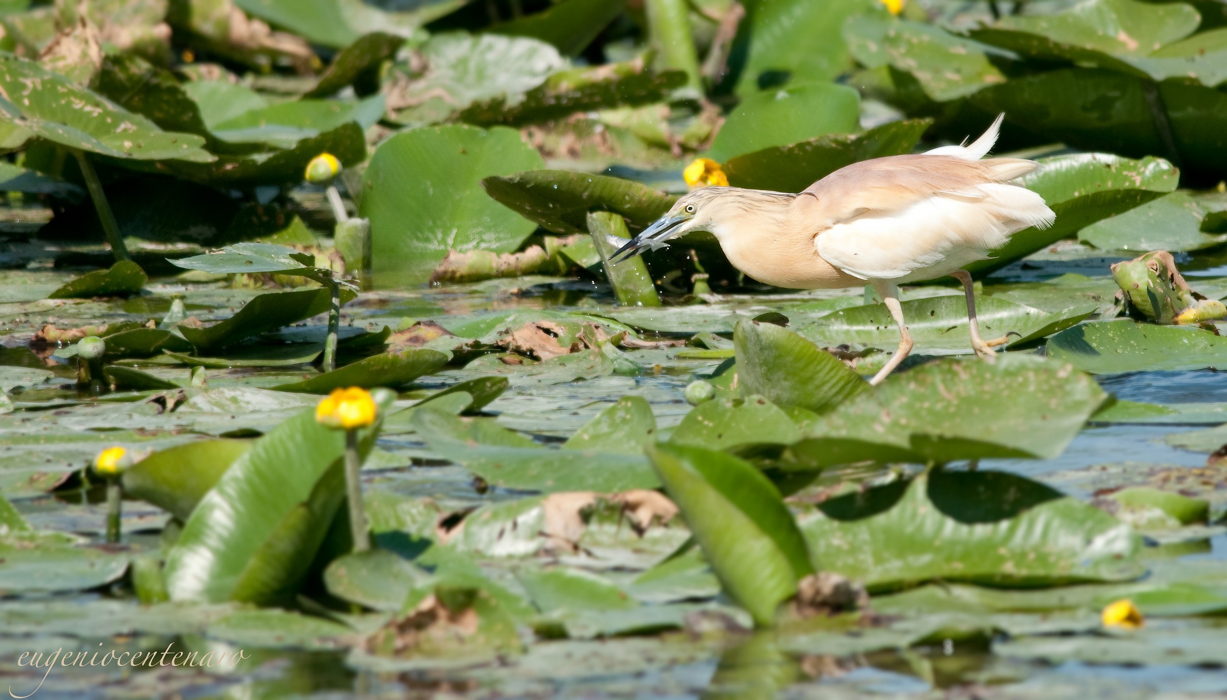 Squacco ... for lunch (Ardeola ralloides)