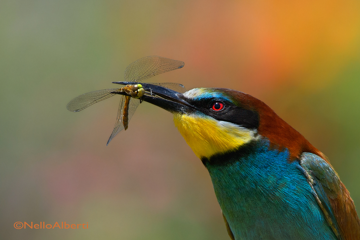 portrait, detail of the bee-eater with dragonfly