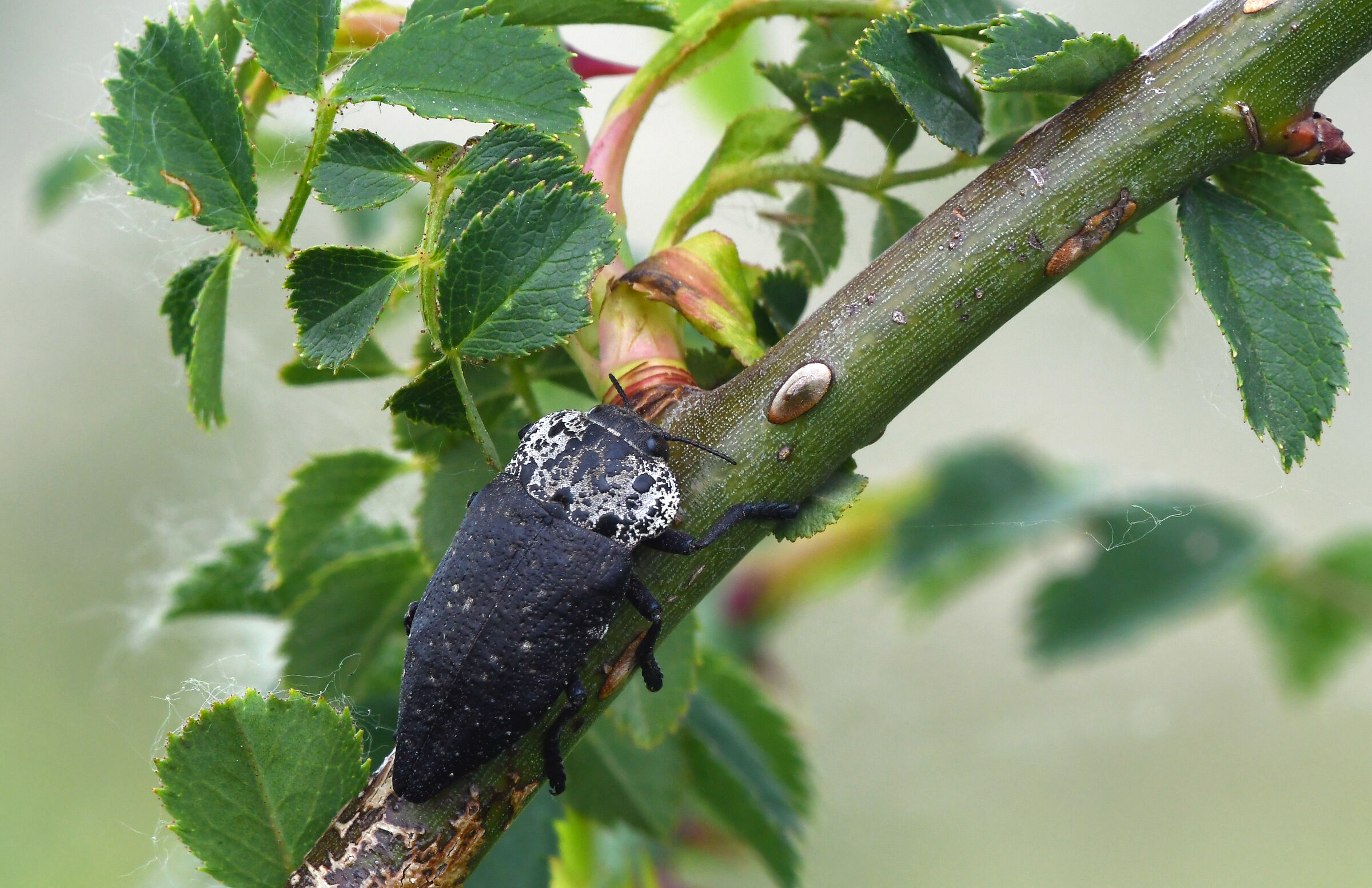 Buprestide delle Rosacee (Capnodis tenebrionis)