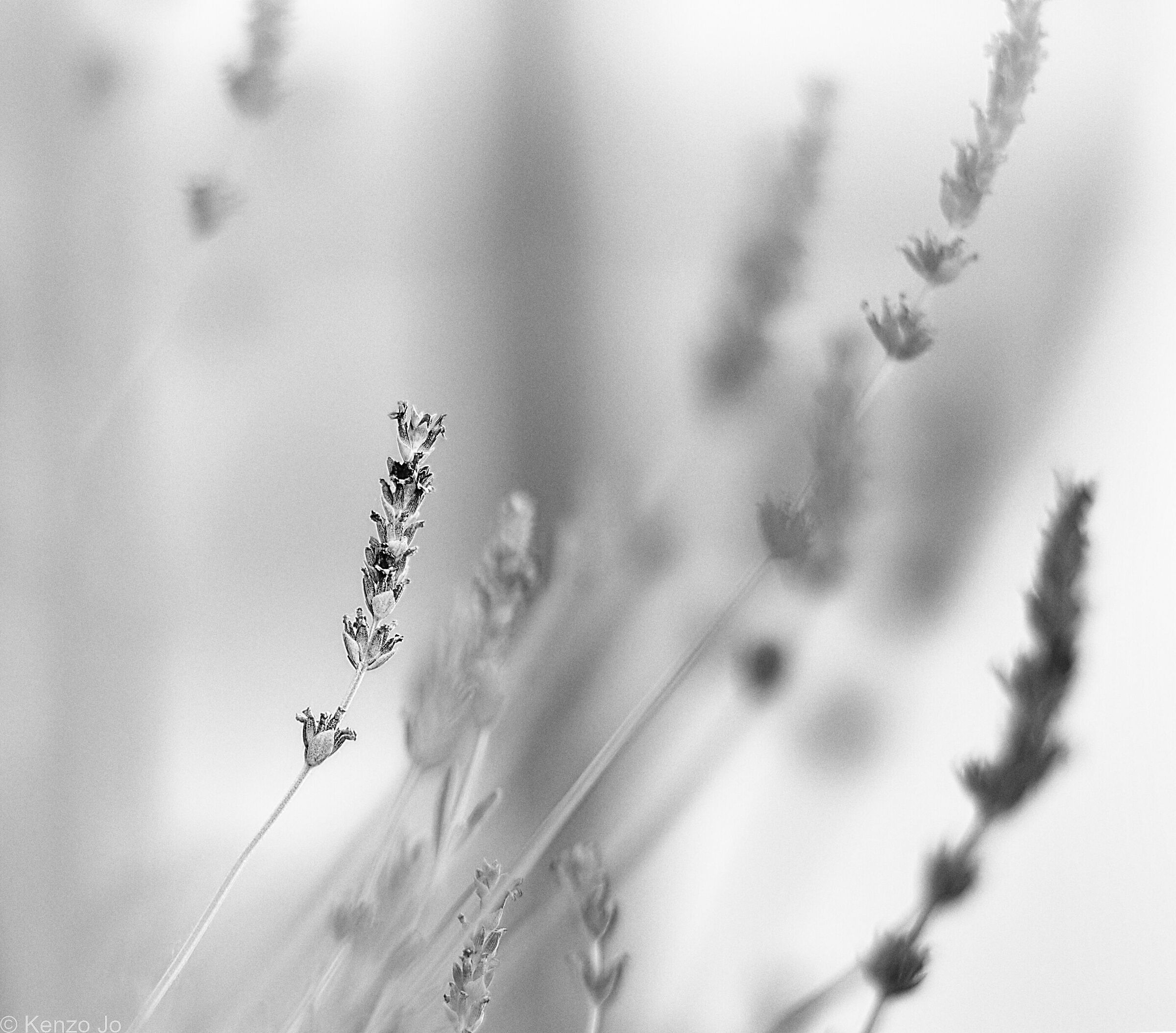 Un soffio di lavanda