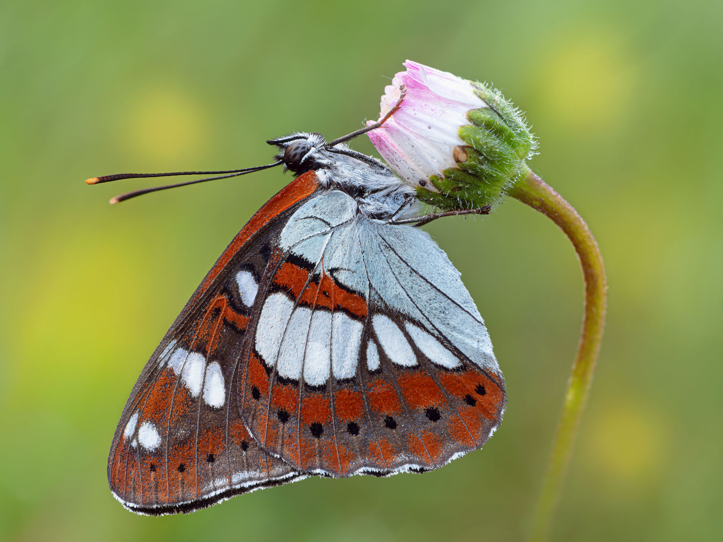 Limenitis reducta (Staudinger, 1901)